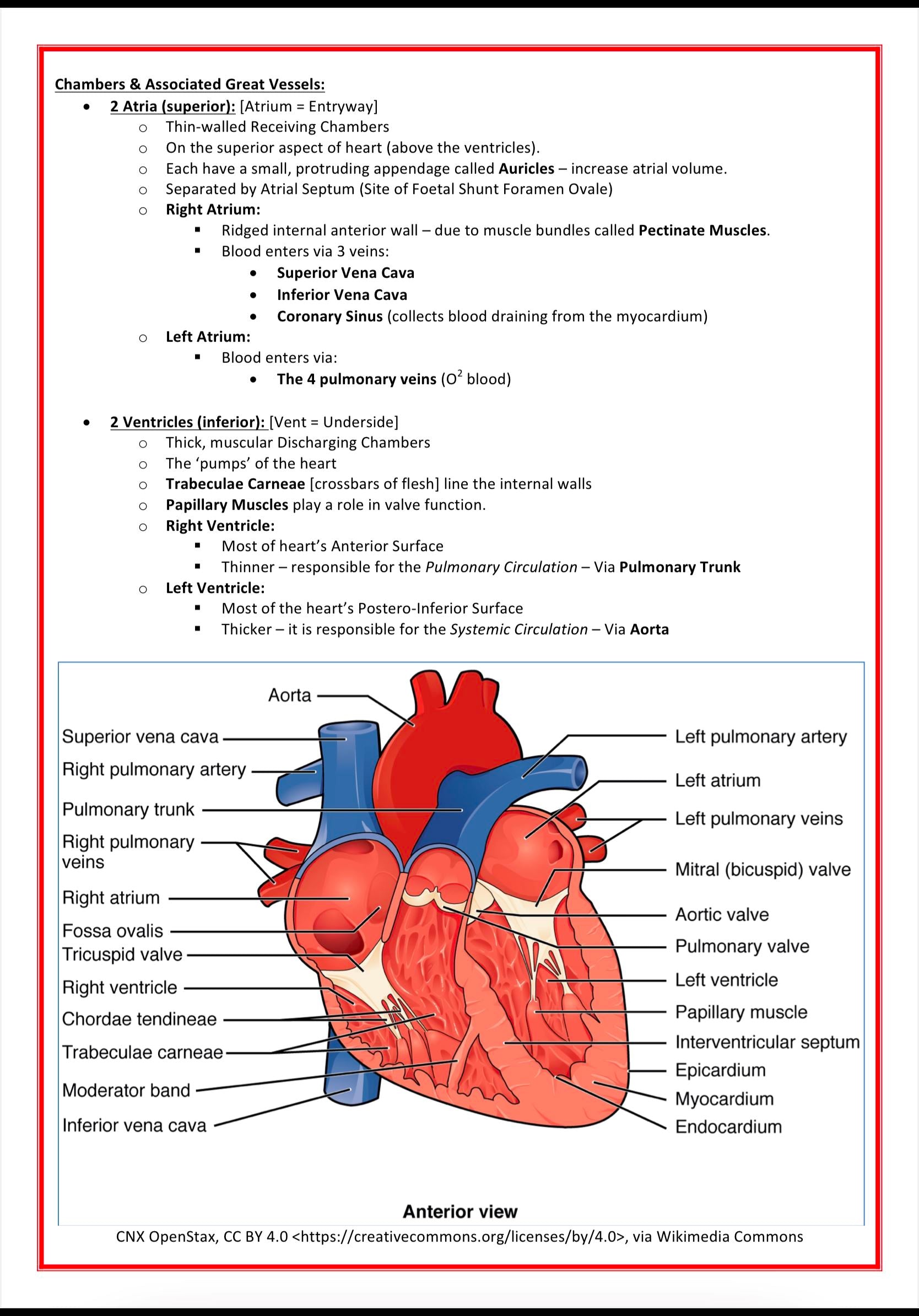 Cardiovascular Notes MedStudentNotes