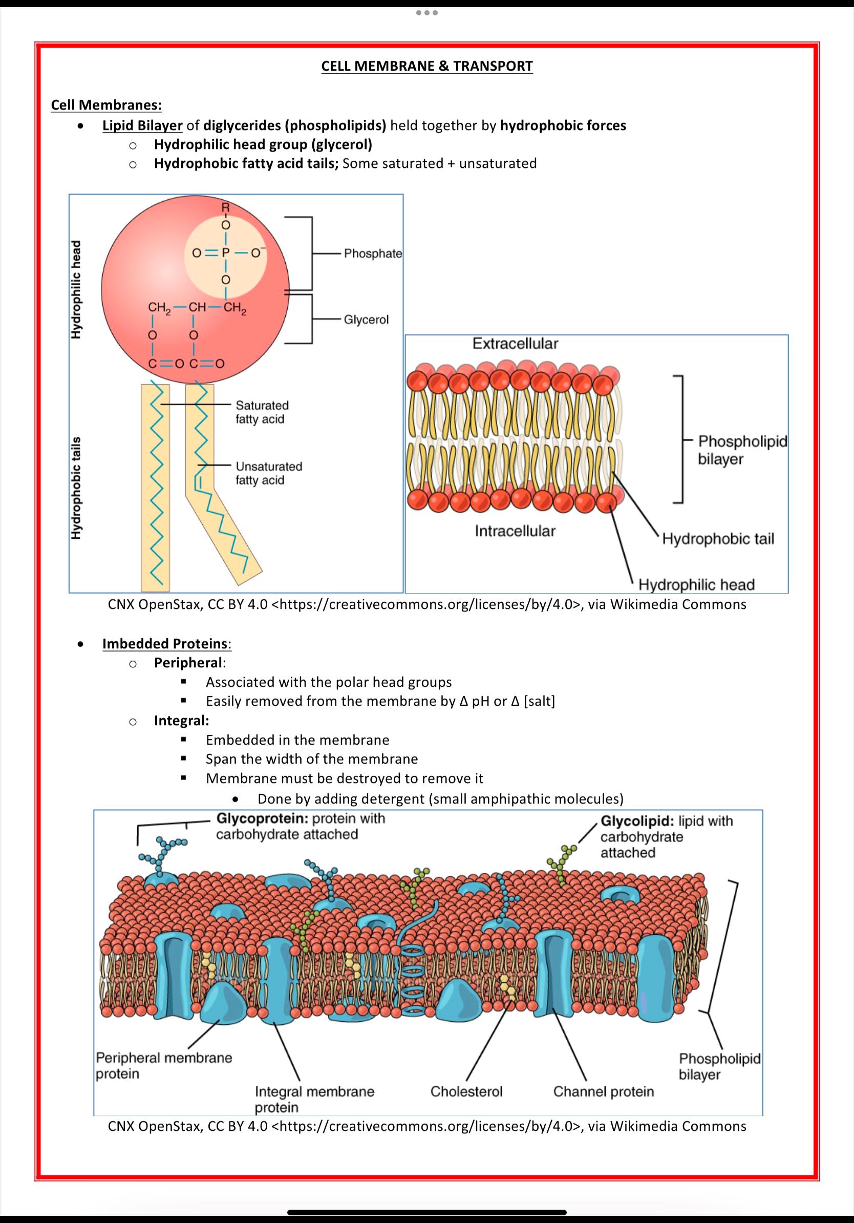 Cellular Biology & Biochemistry MedStudentNotes