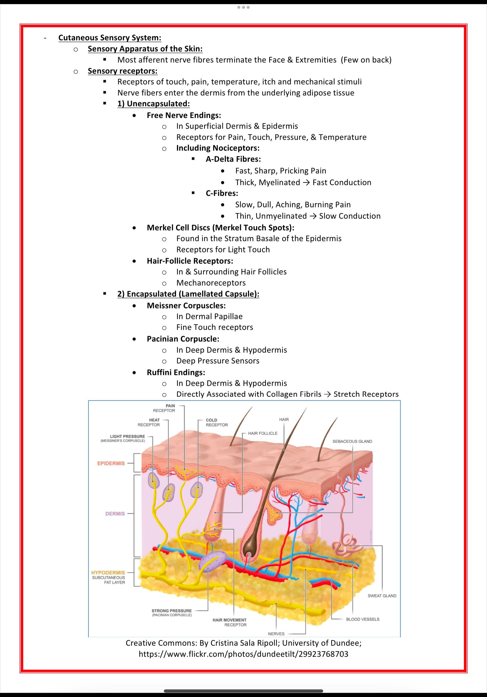 Dermatology Notes MedStudentNotes
