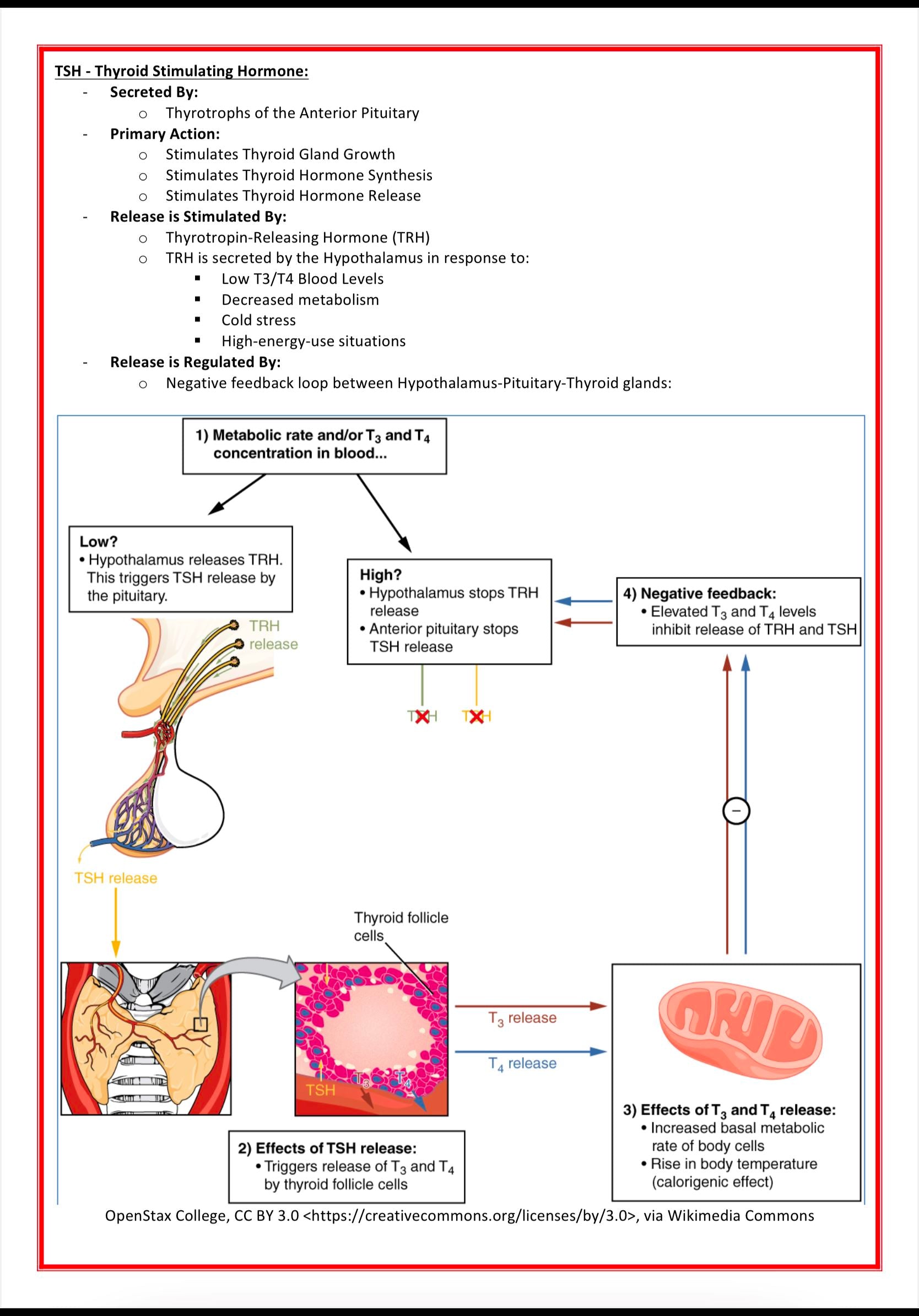 The Endocrine System MedStudentNotes