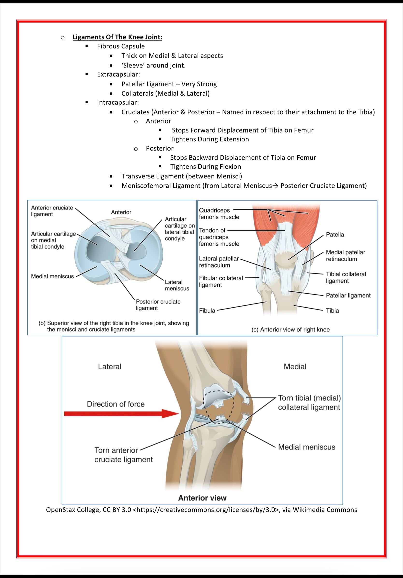 The Musculoskeletal System MedStudentNotes
