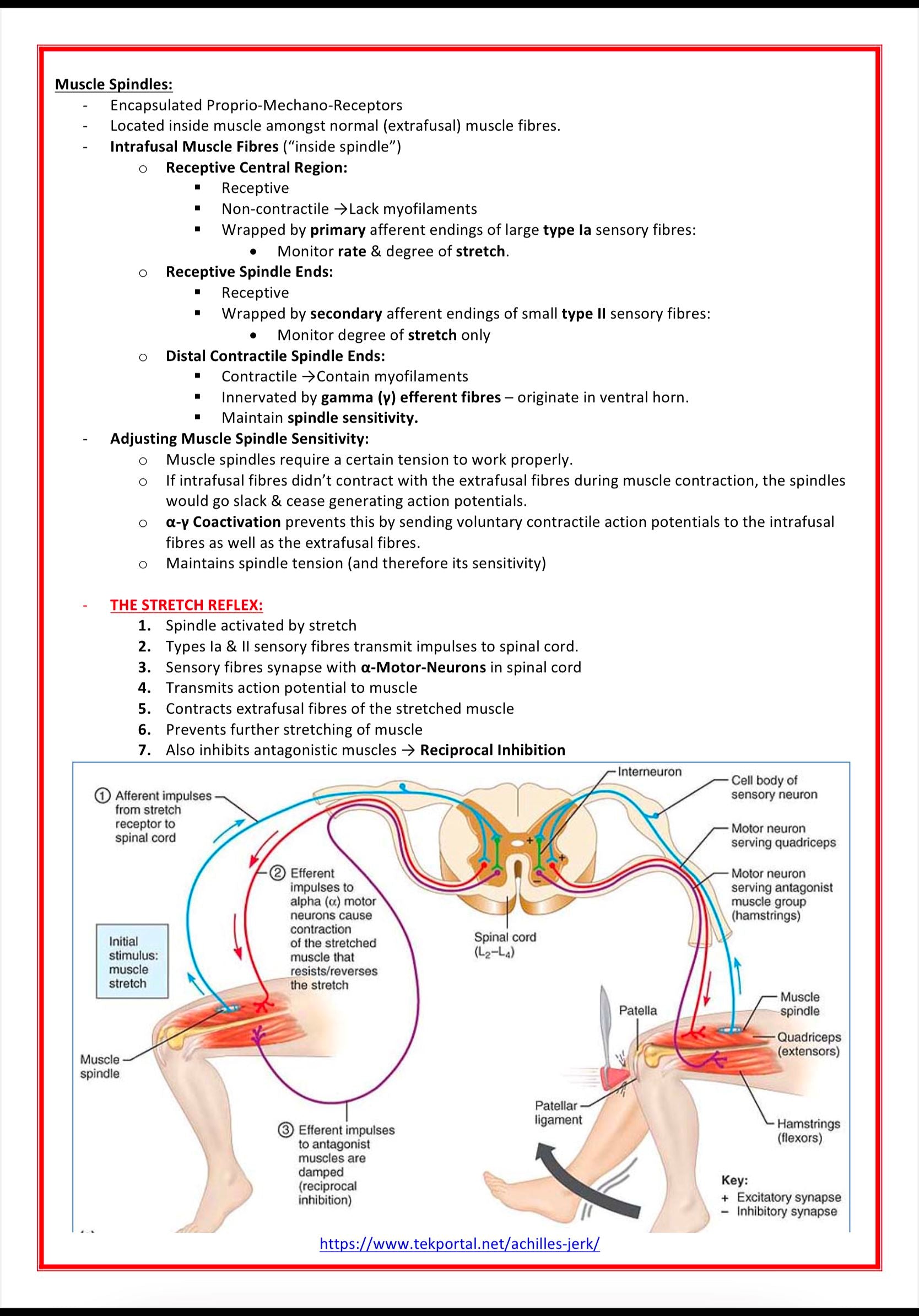 The Musculoskeletal System MedStudentNotes