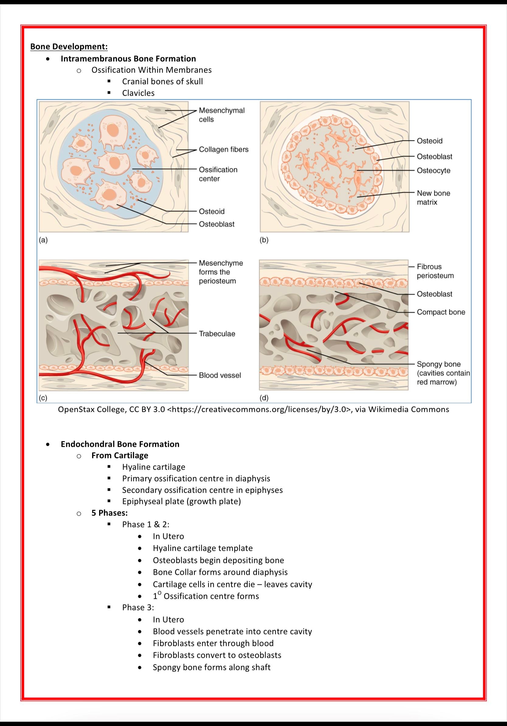 The Musculoskeletal System MedStudentNotes