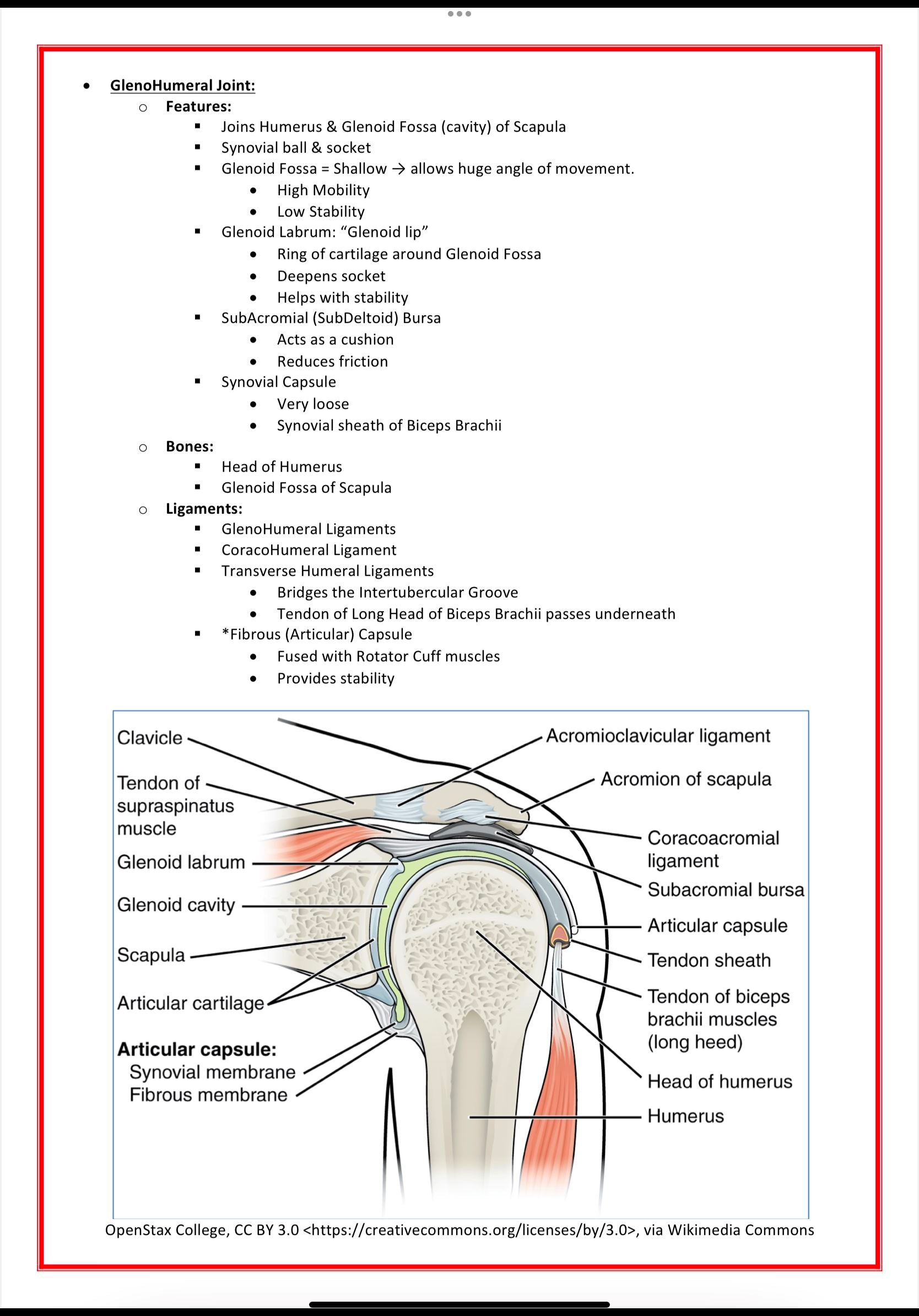 The Musculoskeletal System MedStudentNotes
