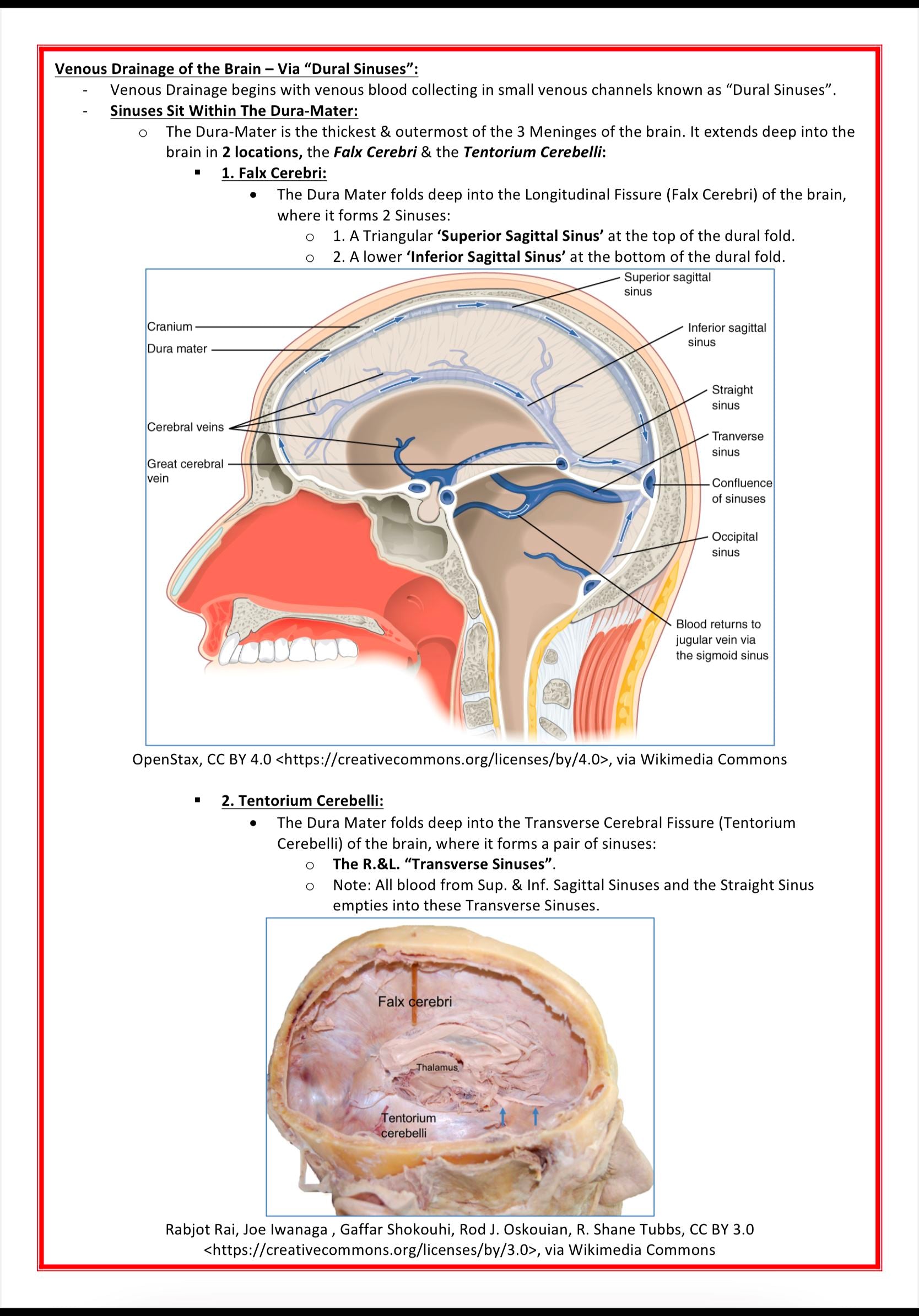 The Nervous System MedStudentNotes