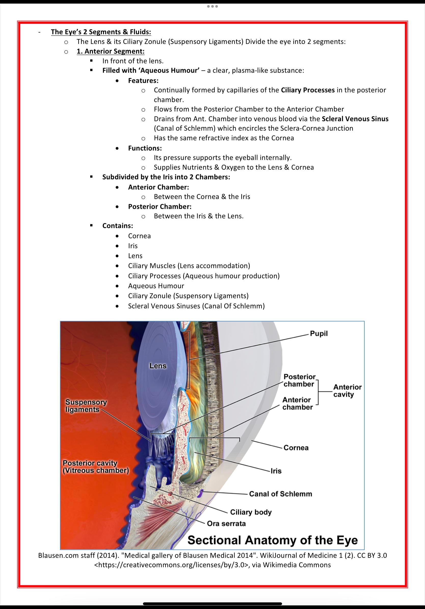 The Nervous System MedStudentNotes