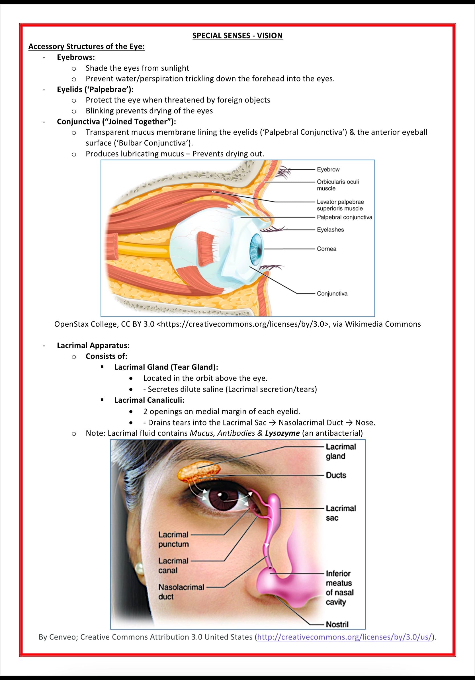 The Nervous System MedStudentNotes