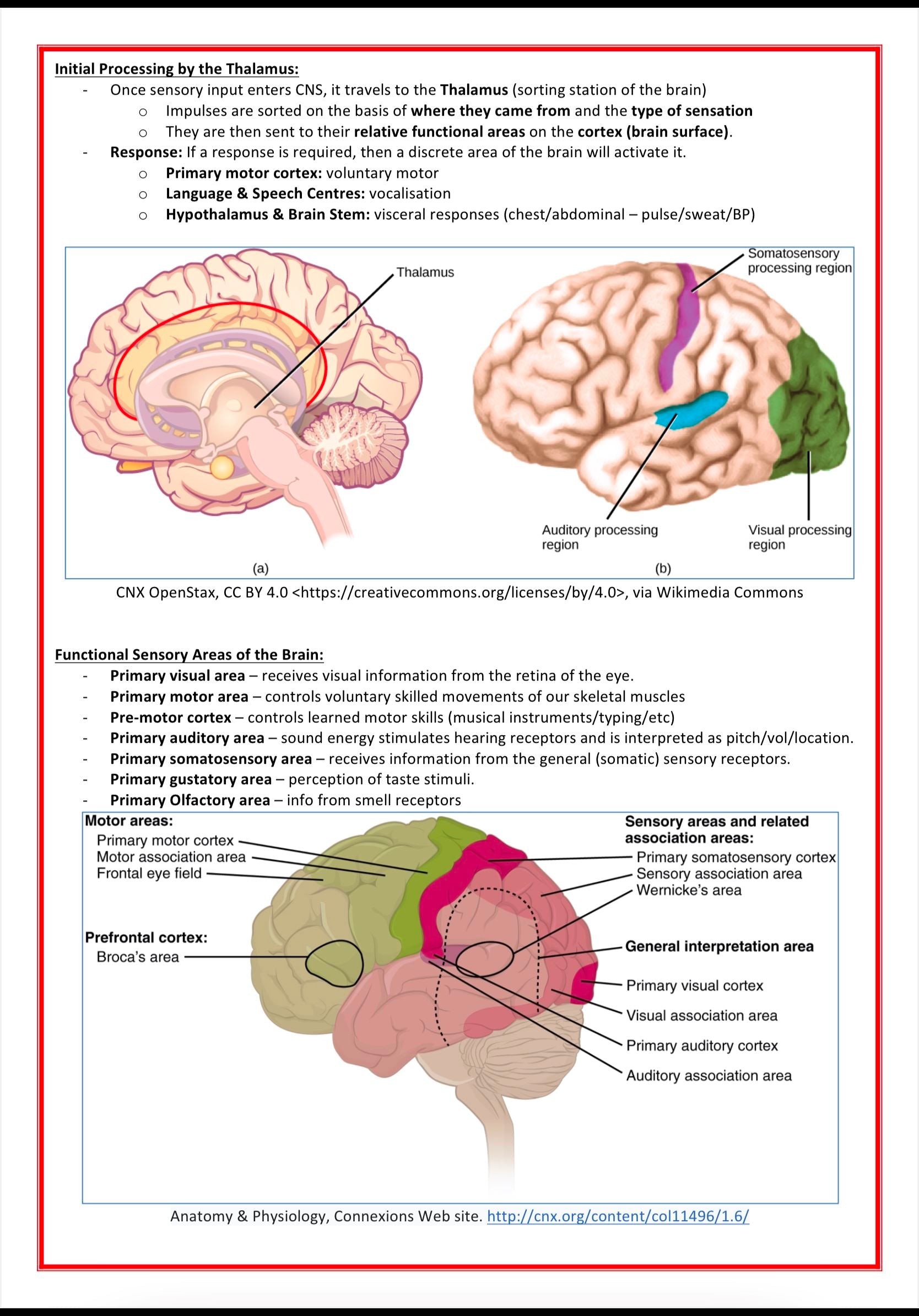 The Nervous System MedStudentNotes