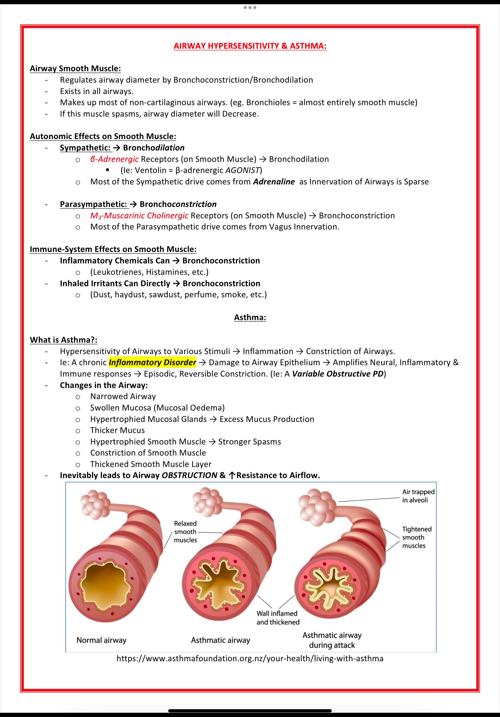 The Respiratory System MedStudentNotes