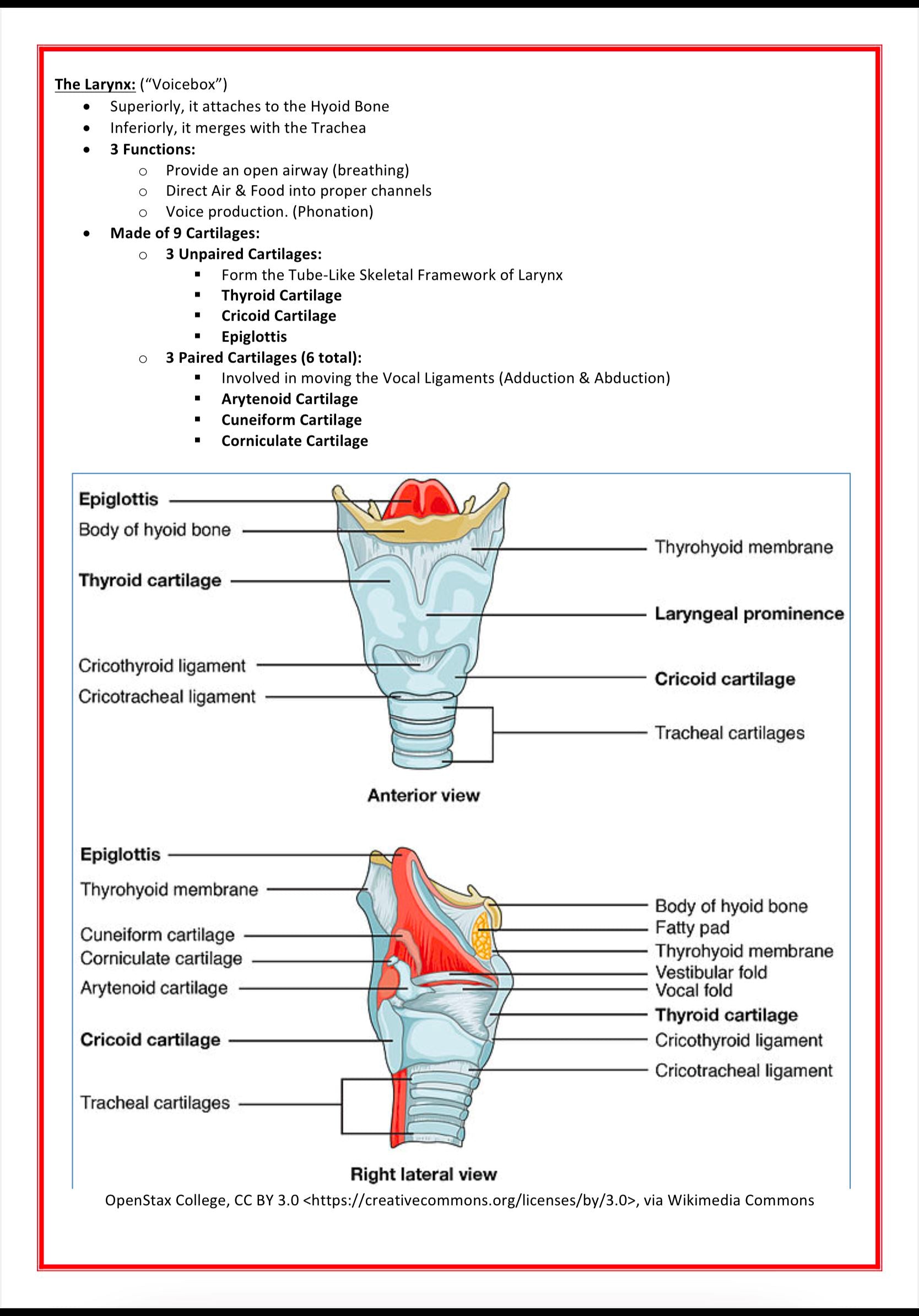 The Respiratory System MedStudentNotes