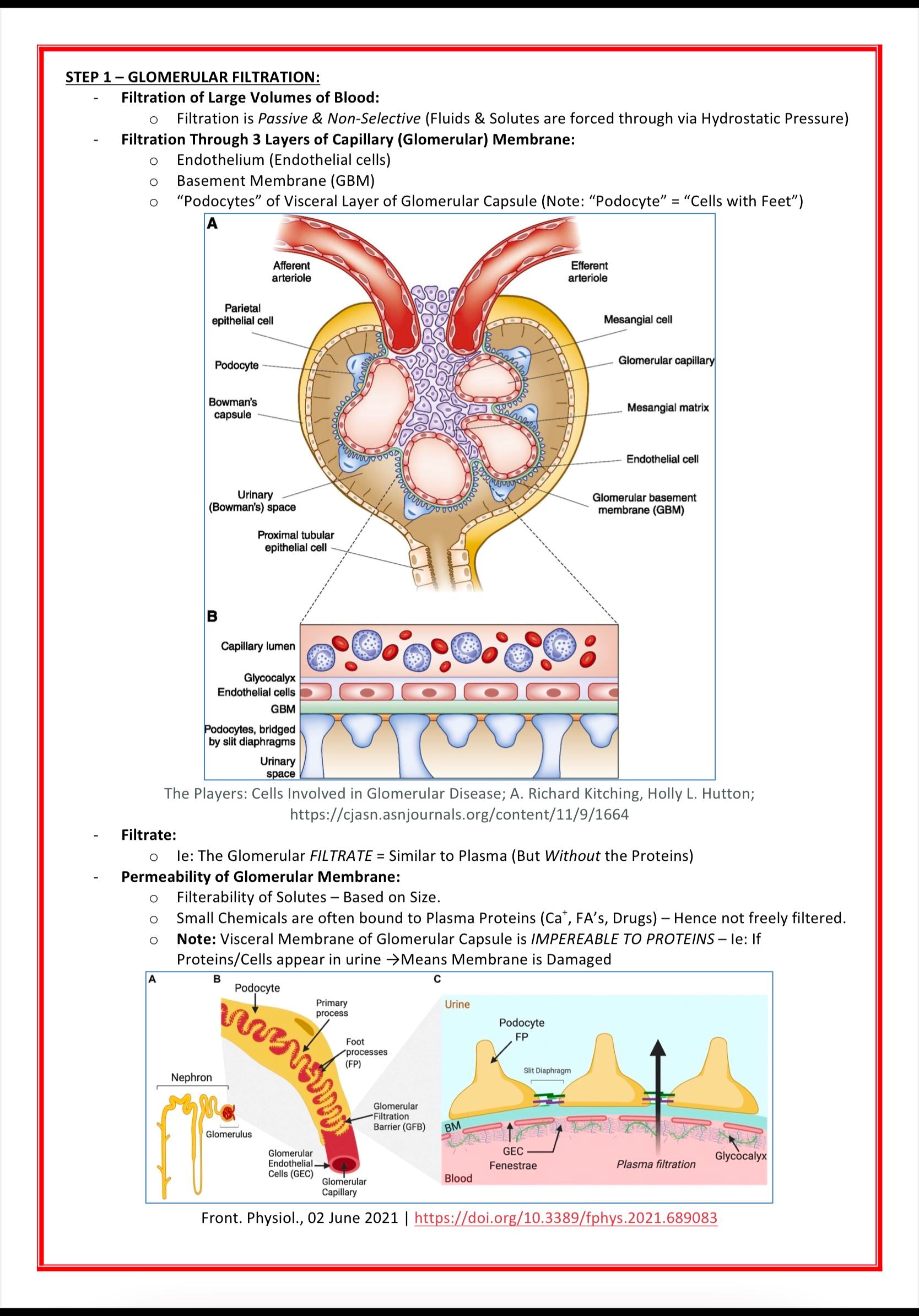 Urinary / Renal System MedStudentNotes