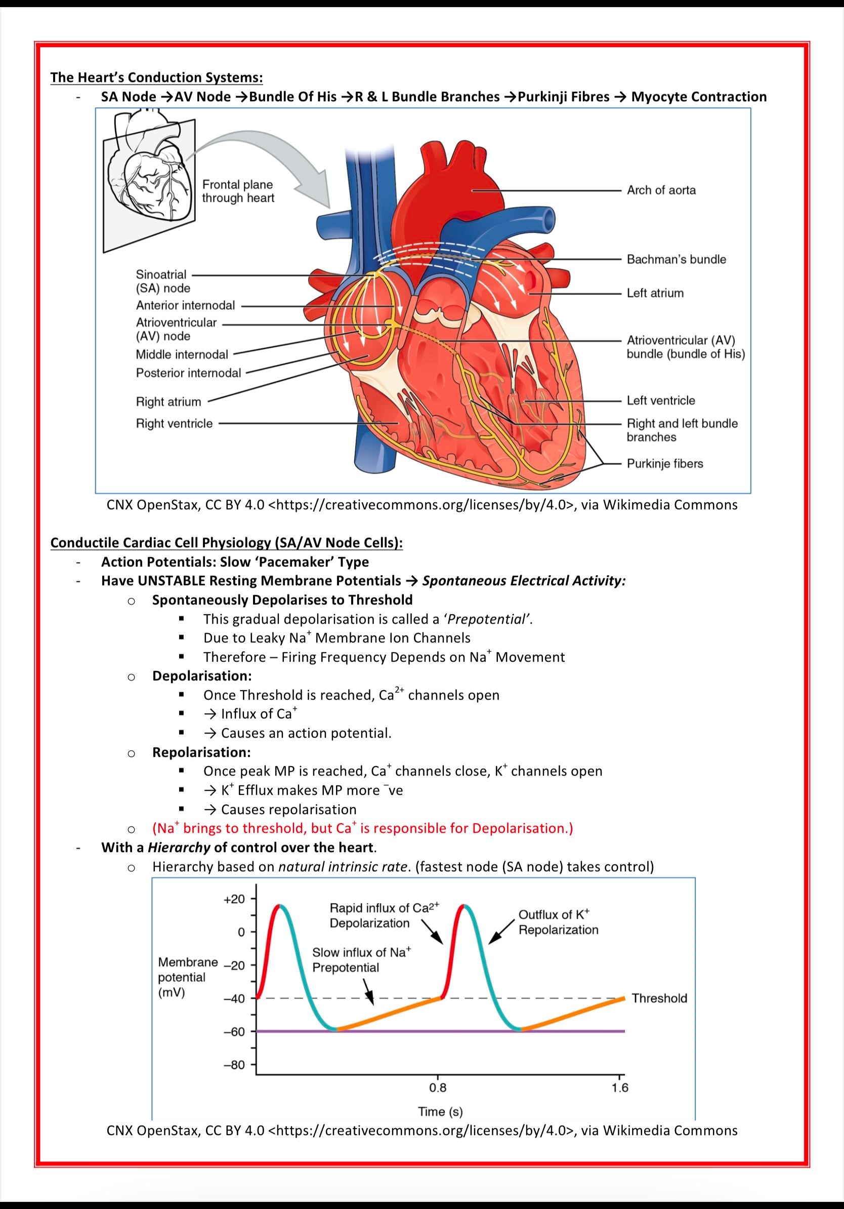 Cardiovascular Notes MedStudentNotes