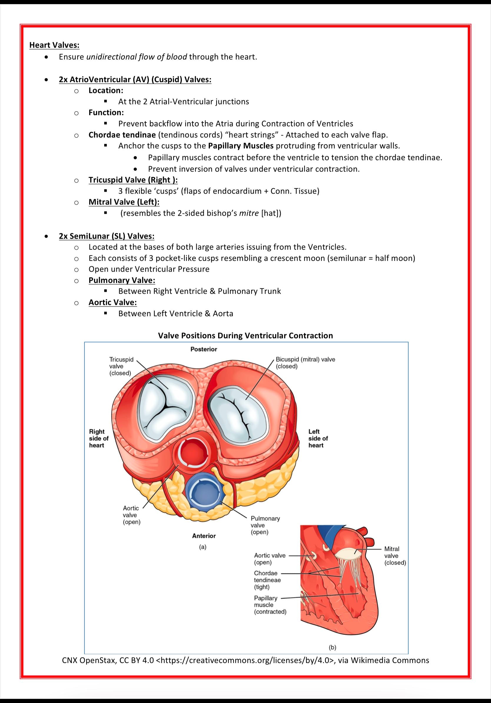 Cardiovascular Notes MedStudentNotes