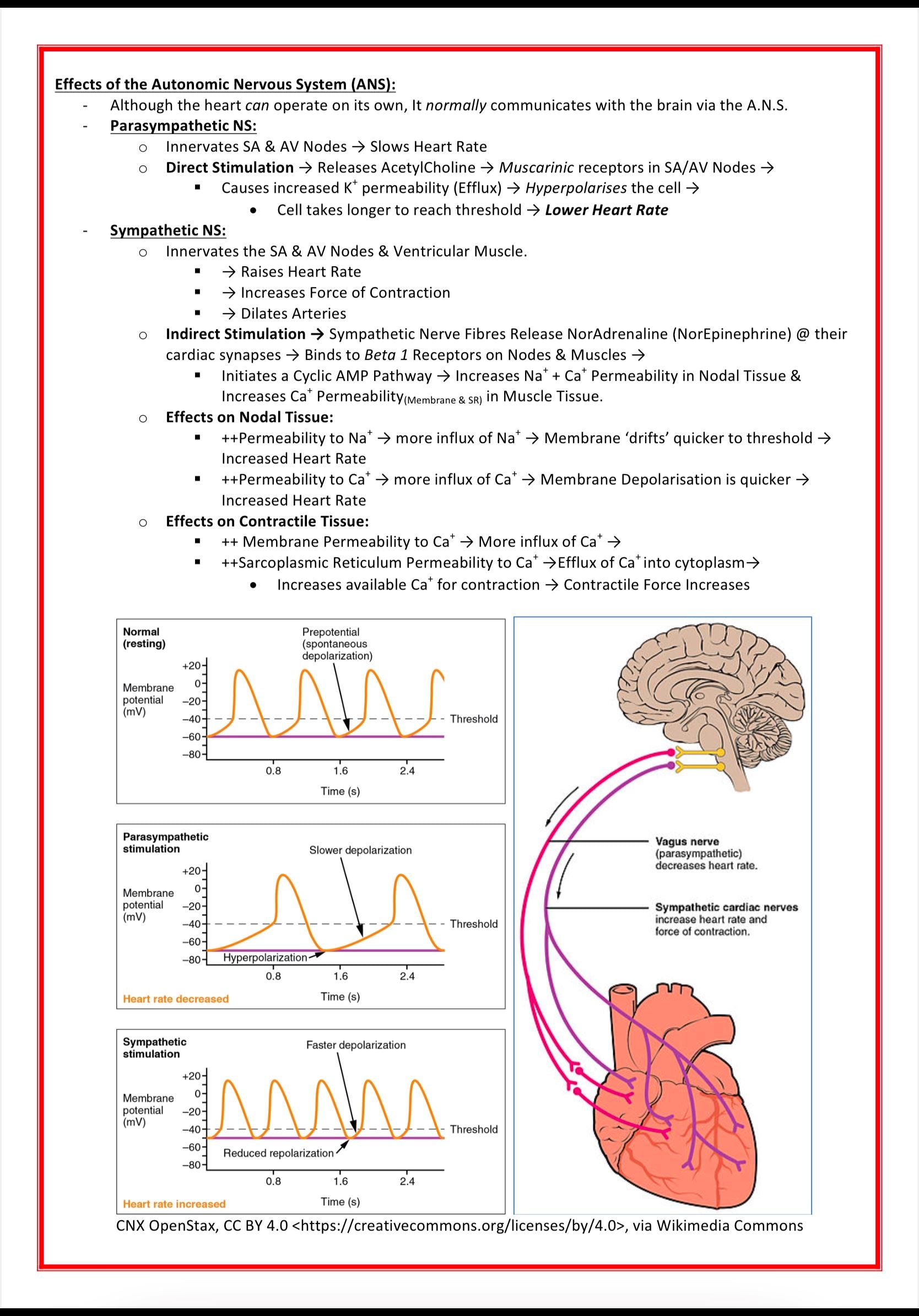 Cardiovascular Notes MedStudentNotes