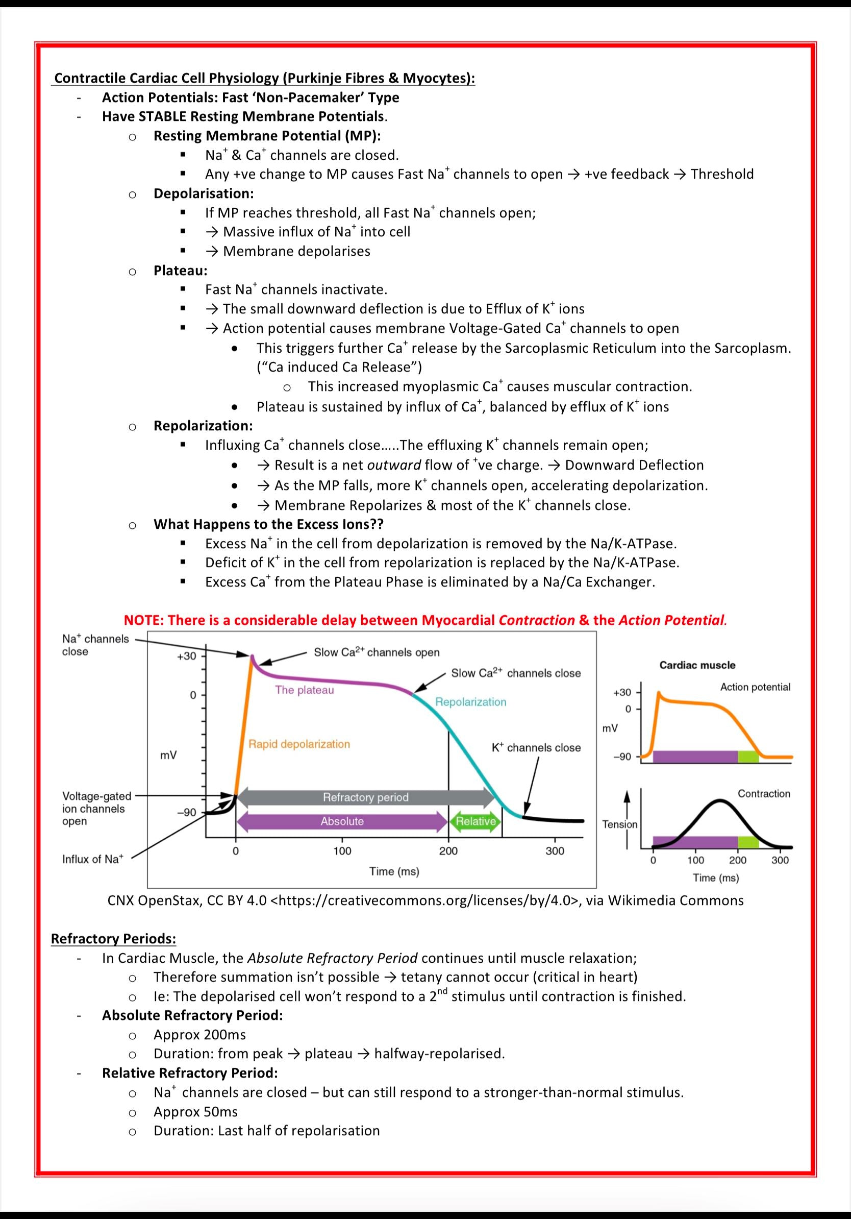 Cardiovascular Notes MedStudentNotes