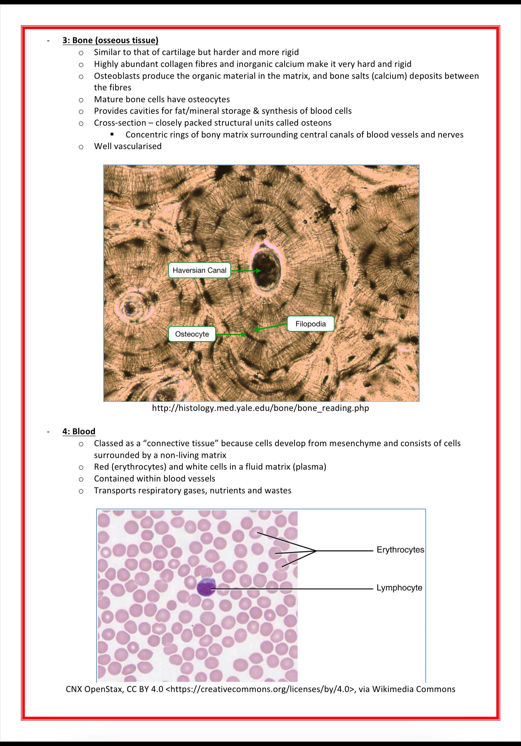 Cellular Biology & Biochemistry MedStudentNotes