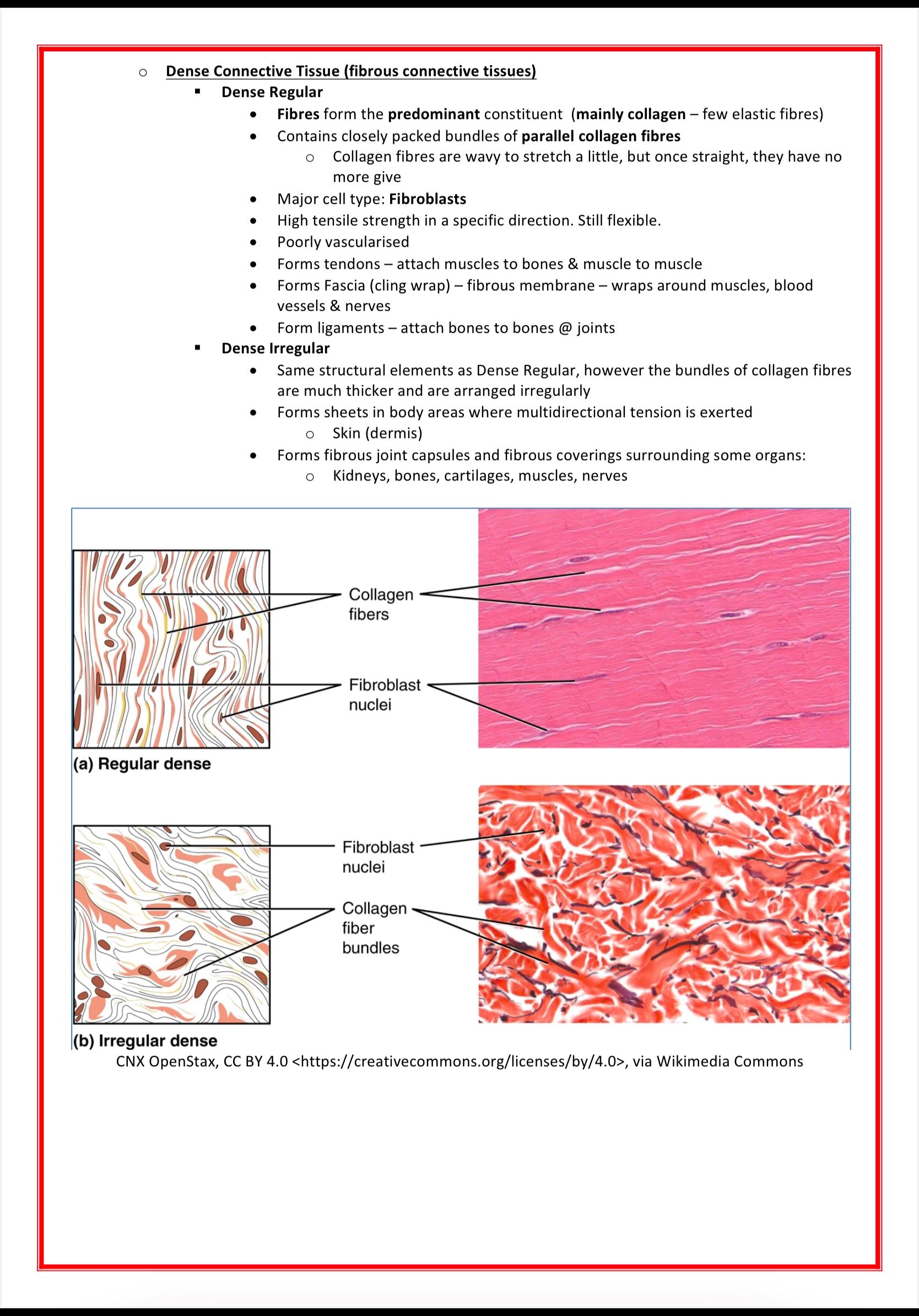 Cellular Biology & Biochemistry MedStudentNotes