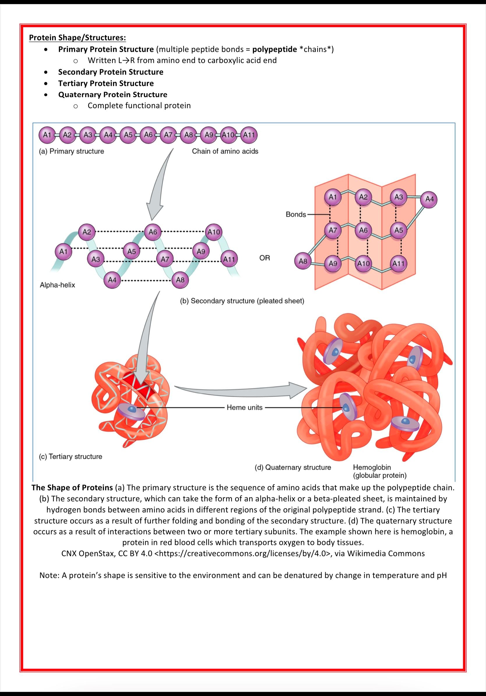 Cellular Biology & Biochemistry MedStudentNotes
