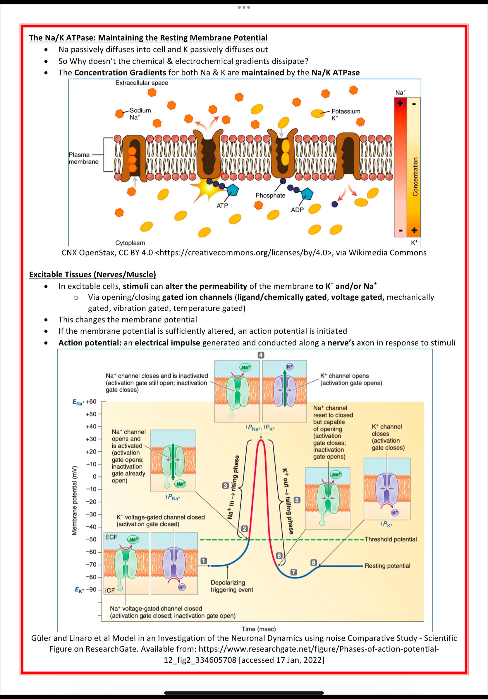 Cellular Biology & Biochemistry MedStudentNotes