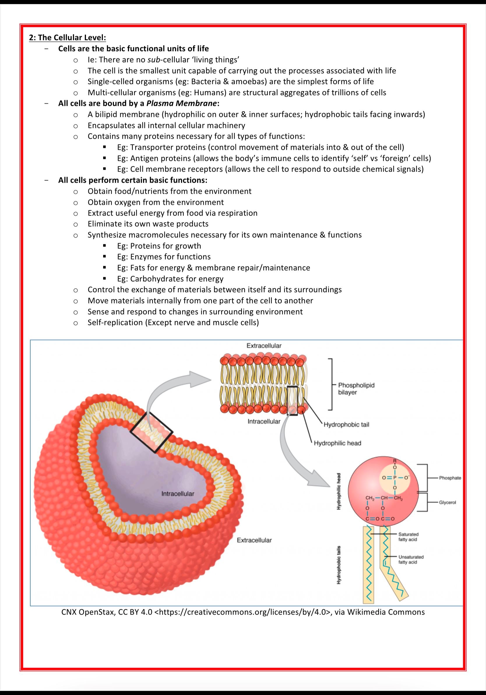 Cellular Biology & Biochemistry MedStudentNotes