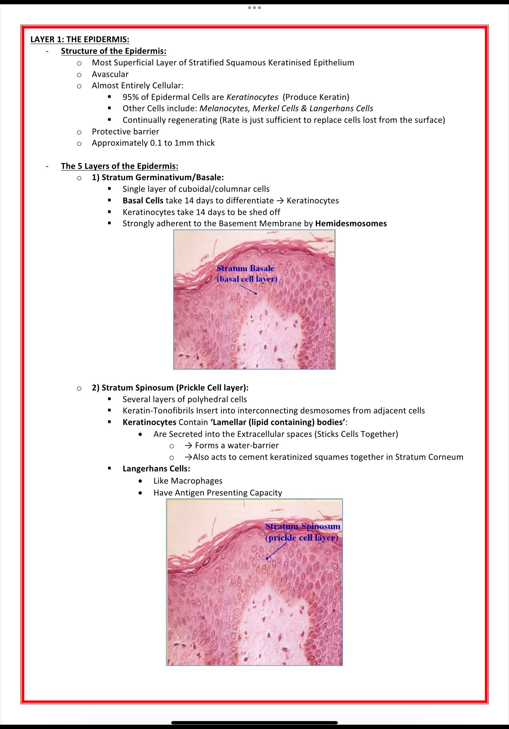 Dermatology Notes MedStudentNotes