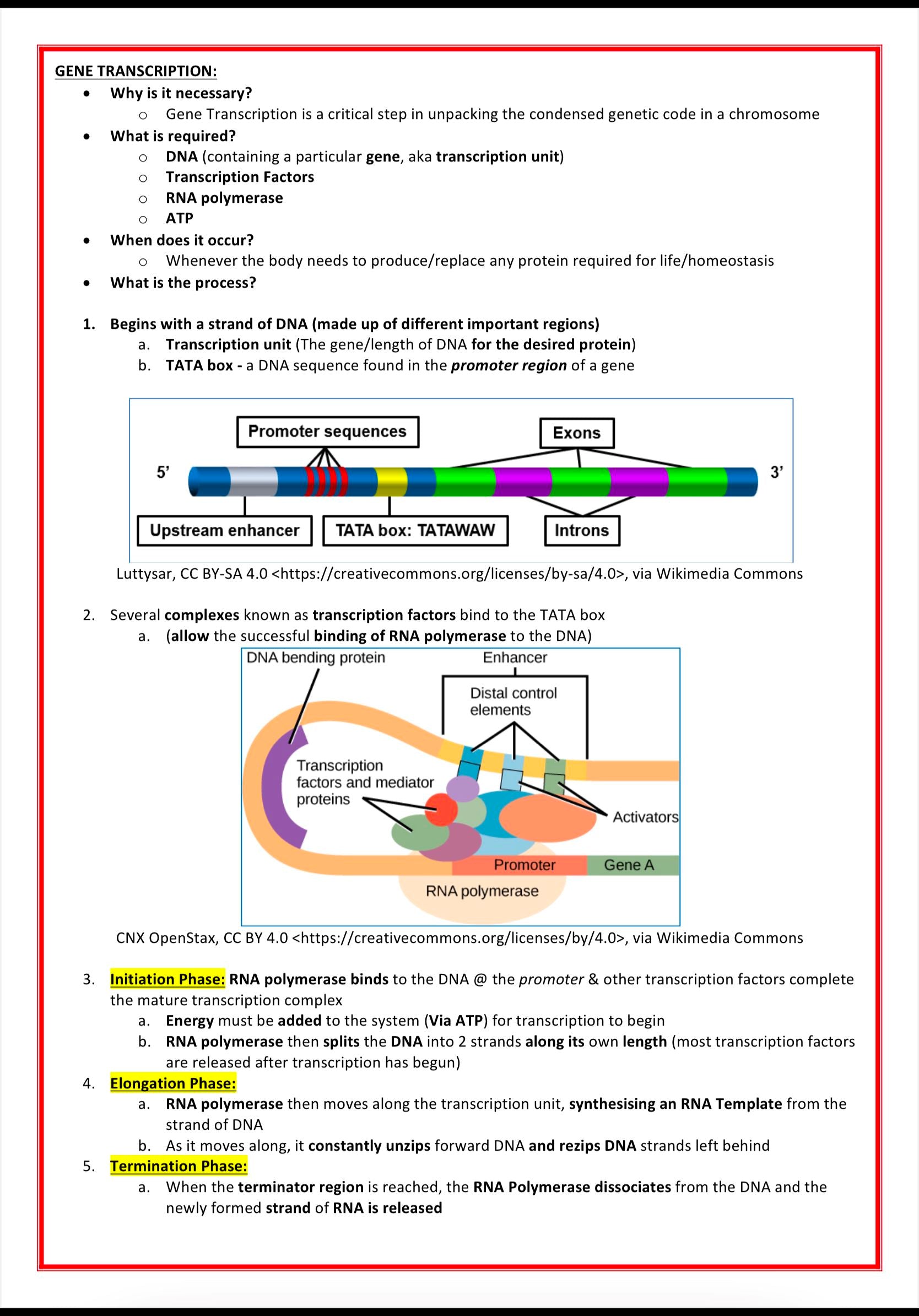 Genetics & Cancer MedStudentNotes
