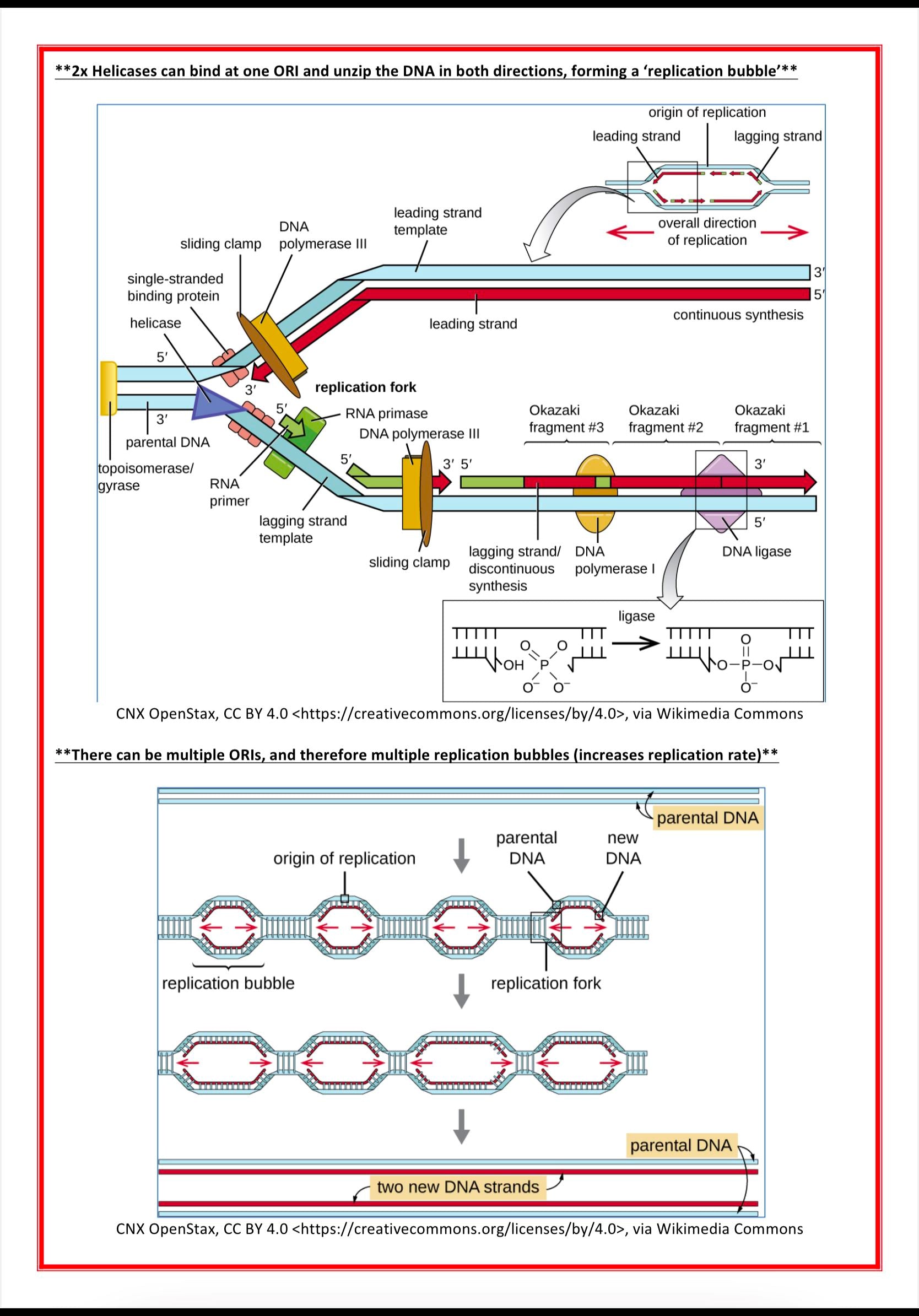 Genetics & Cancer MedStudentNotes