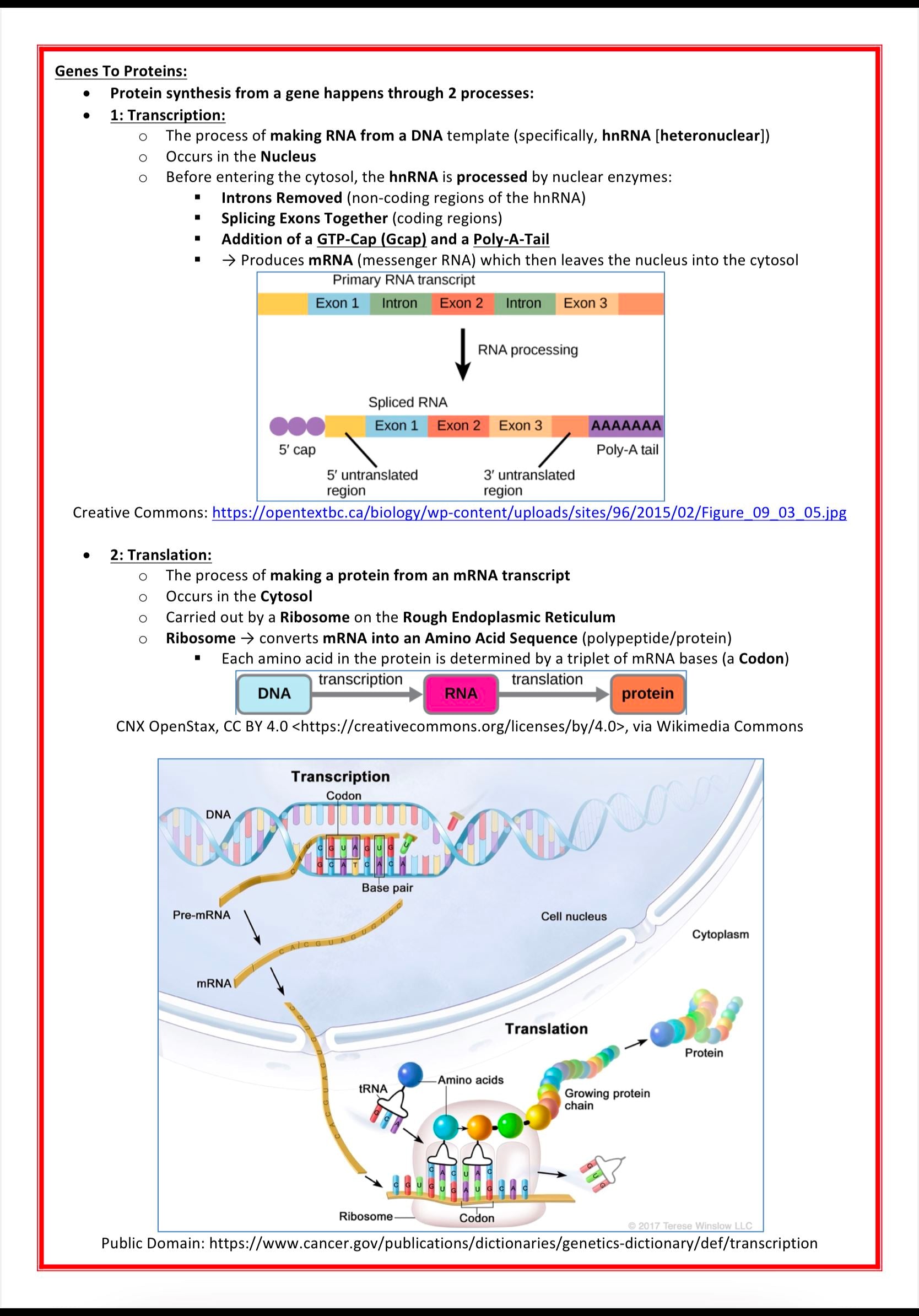 Genetics & Cancer MedStudentNotes