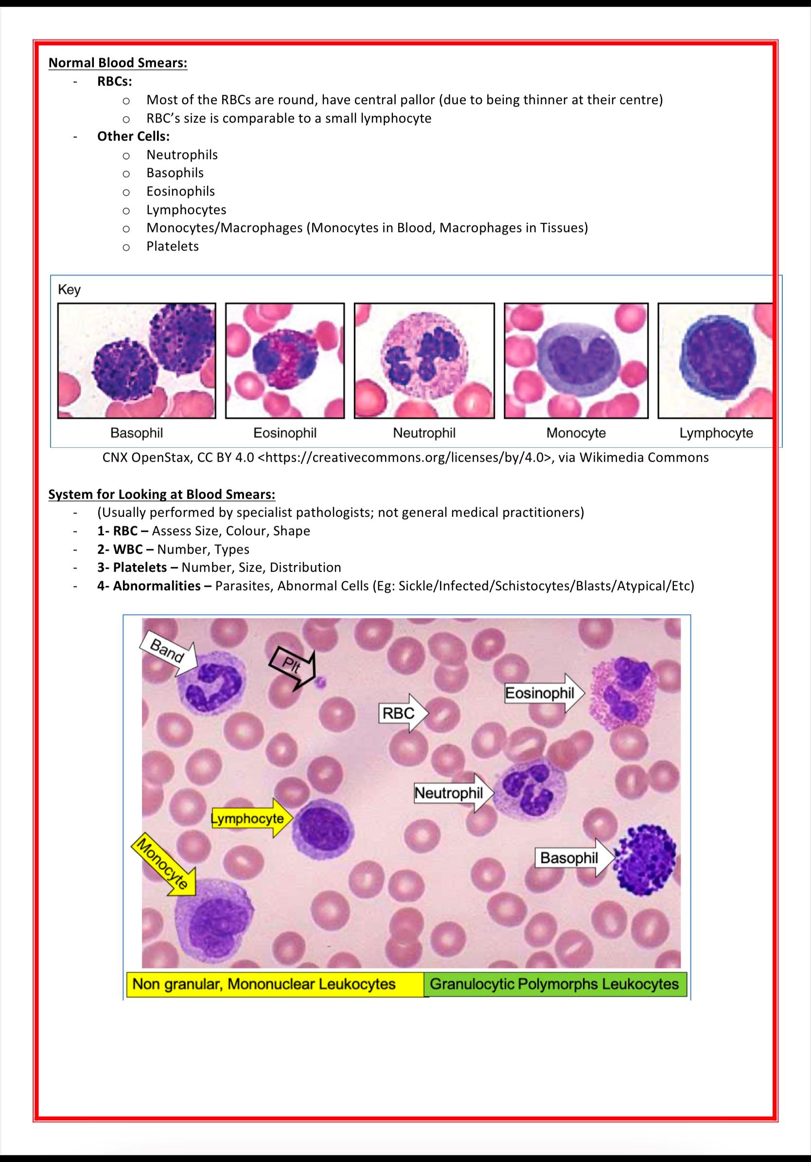 Haematology Notes MedStudentNotes