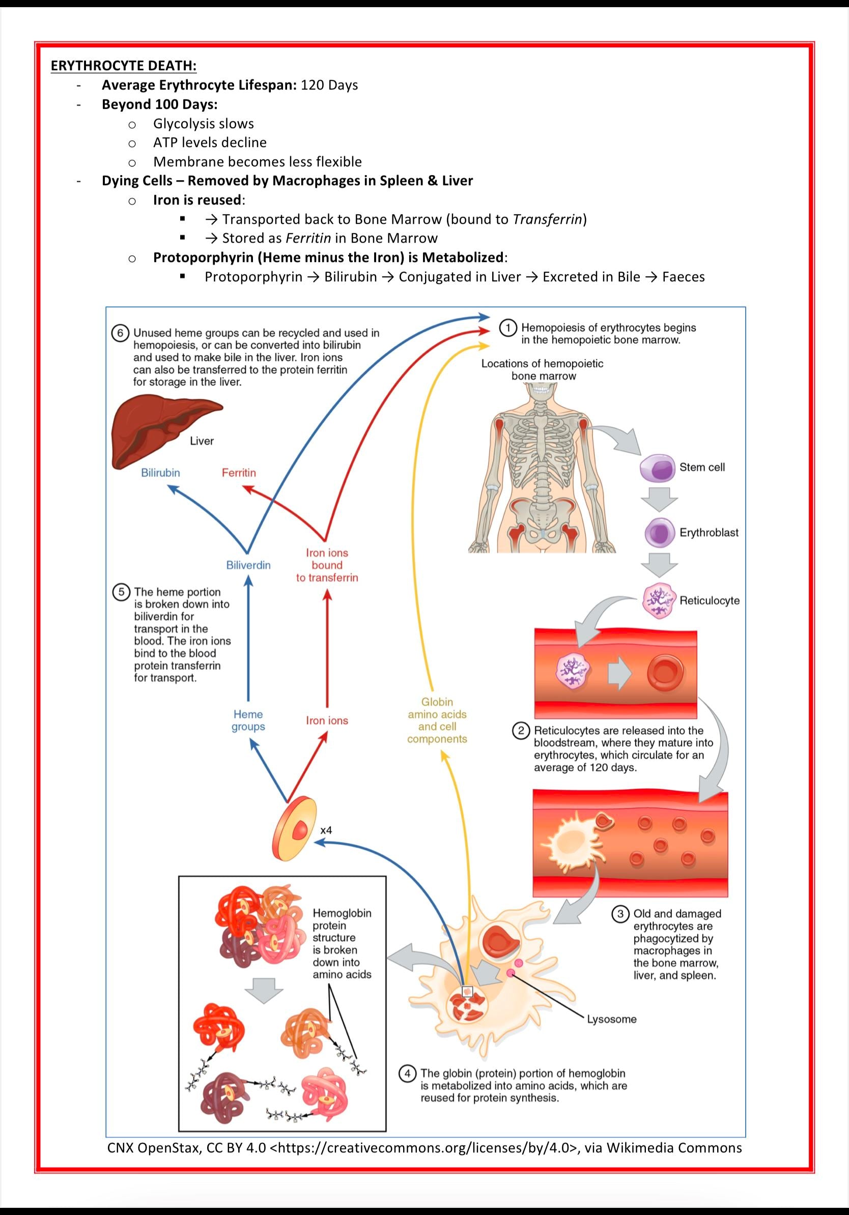 Haematology Notes MedStudentNotes