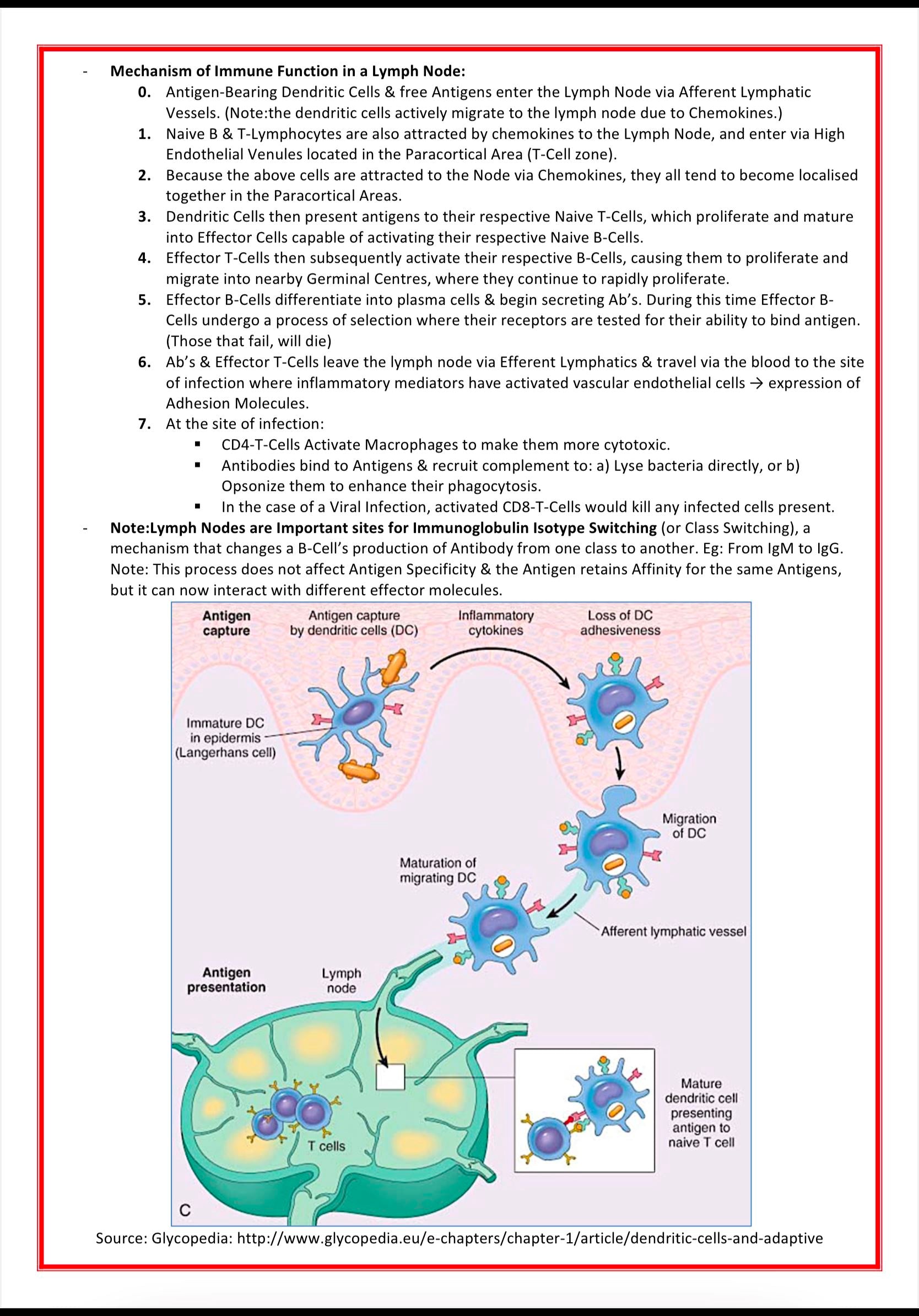 Immunology & Rheumatology MedStudentNotes