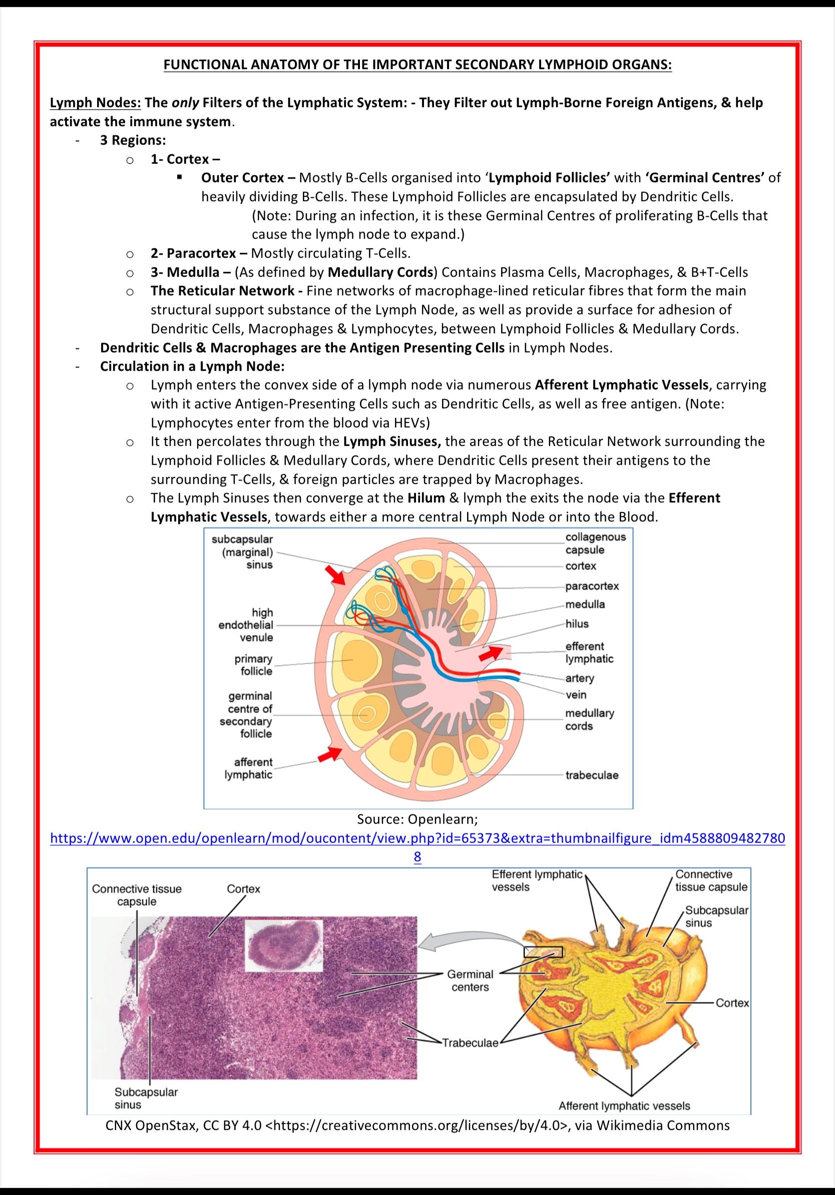 Immunology & Rheumatology MedStudentNotes