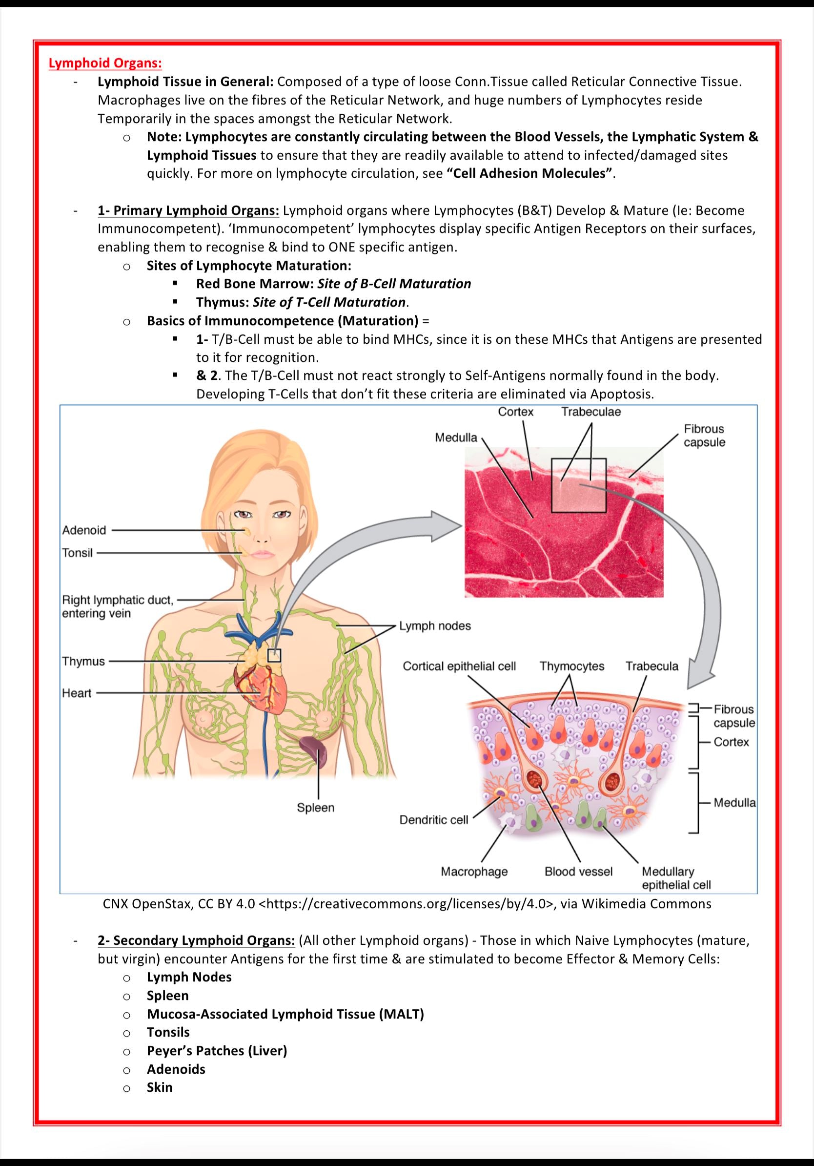 Immunology & Rheumatology MedStudentNotes