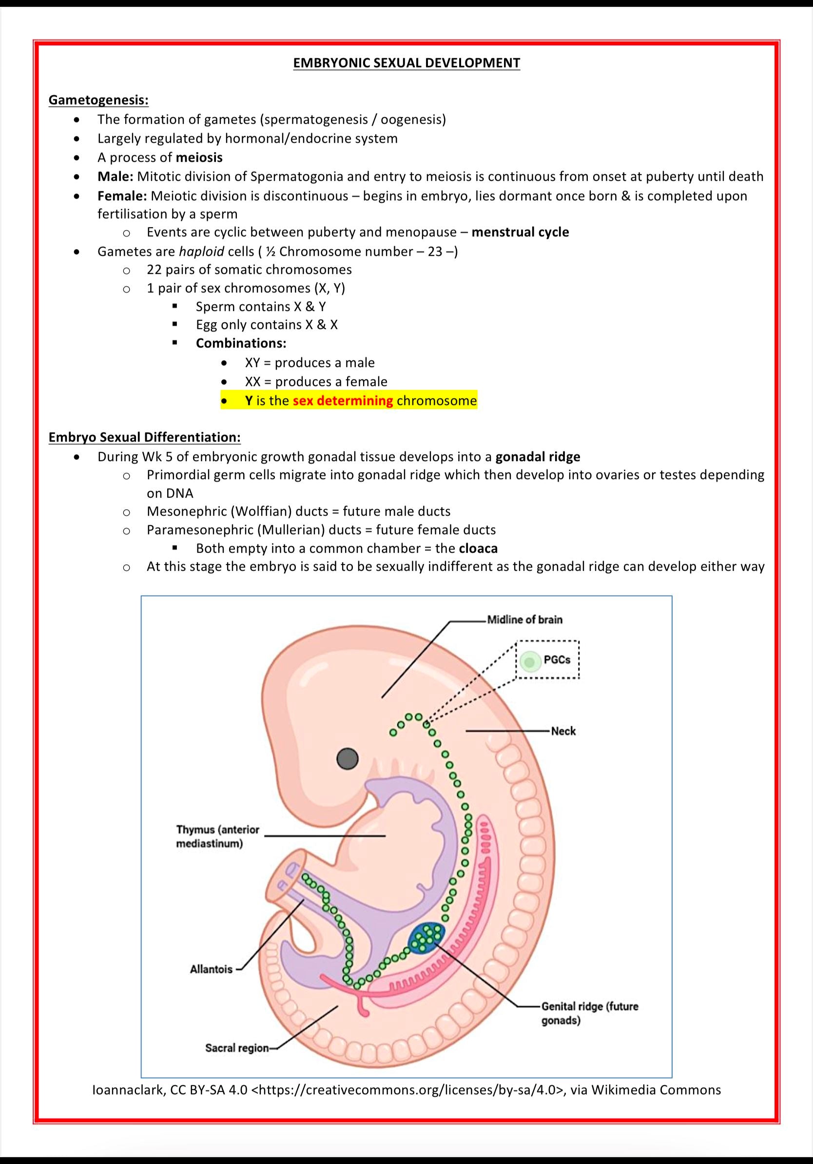 Obstetrics Notes MedStudentNotes