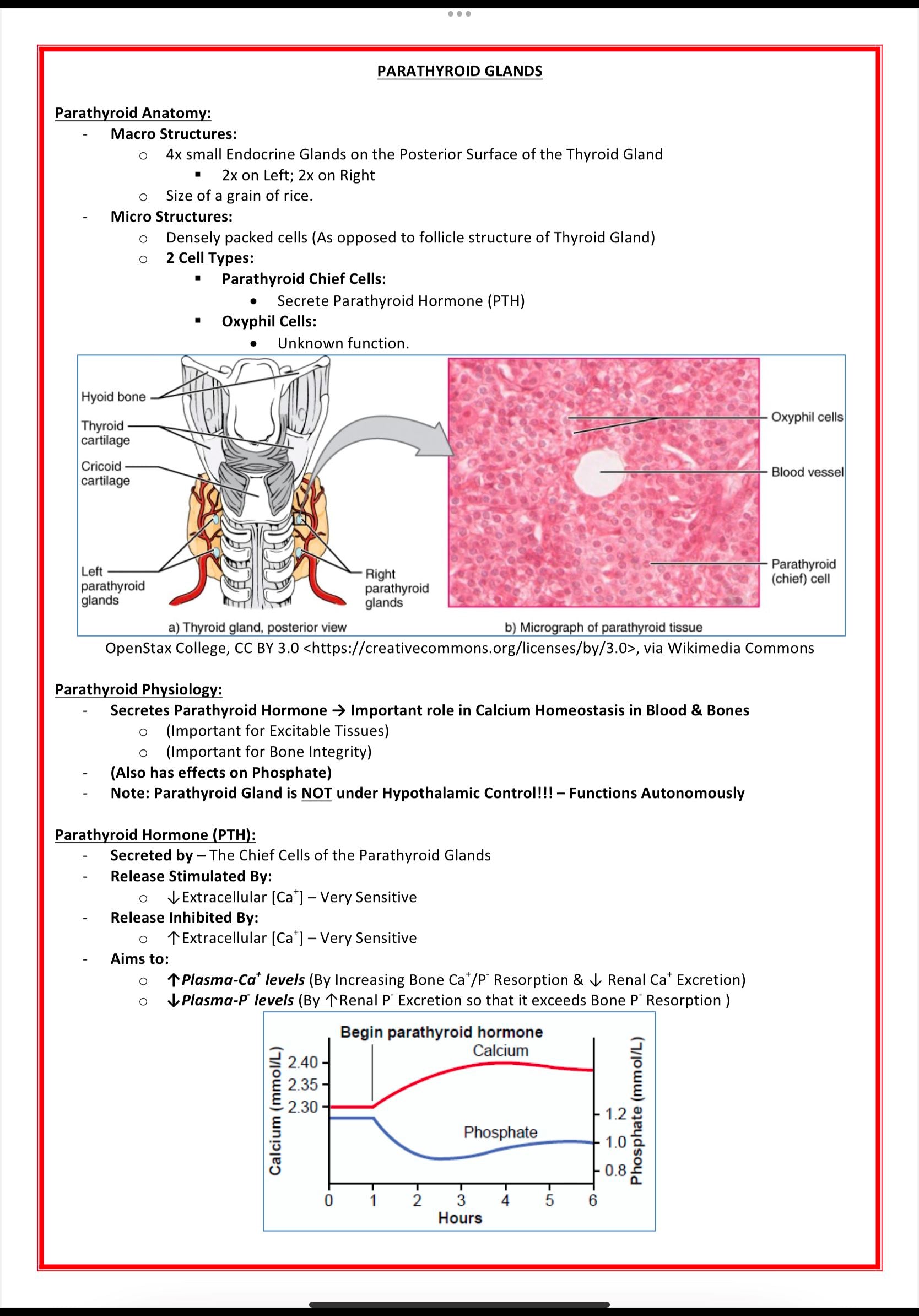 The Endocrine System MedStudentNotes