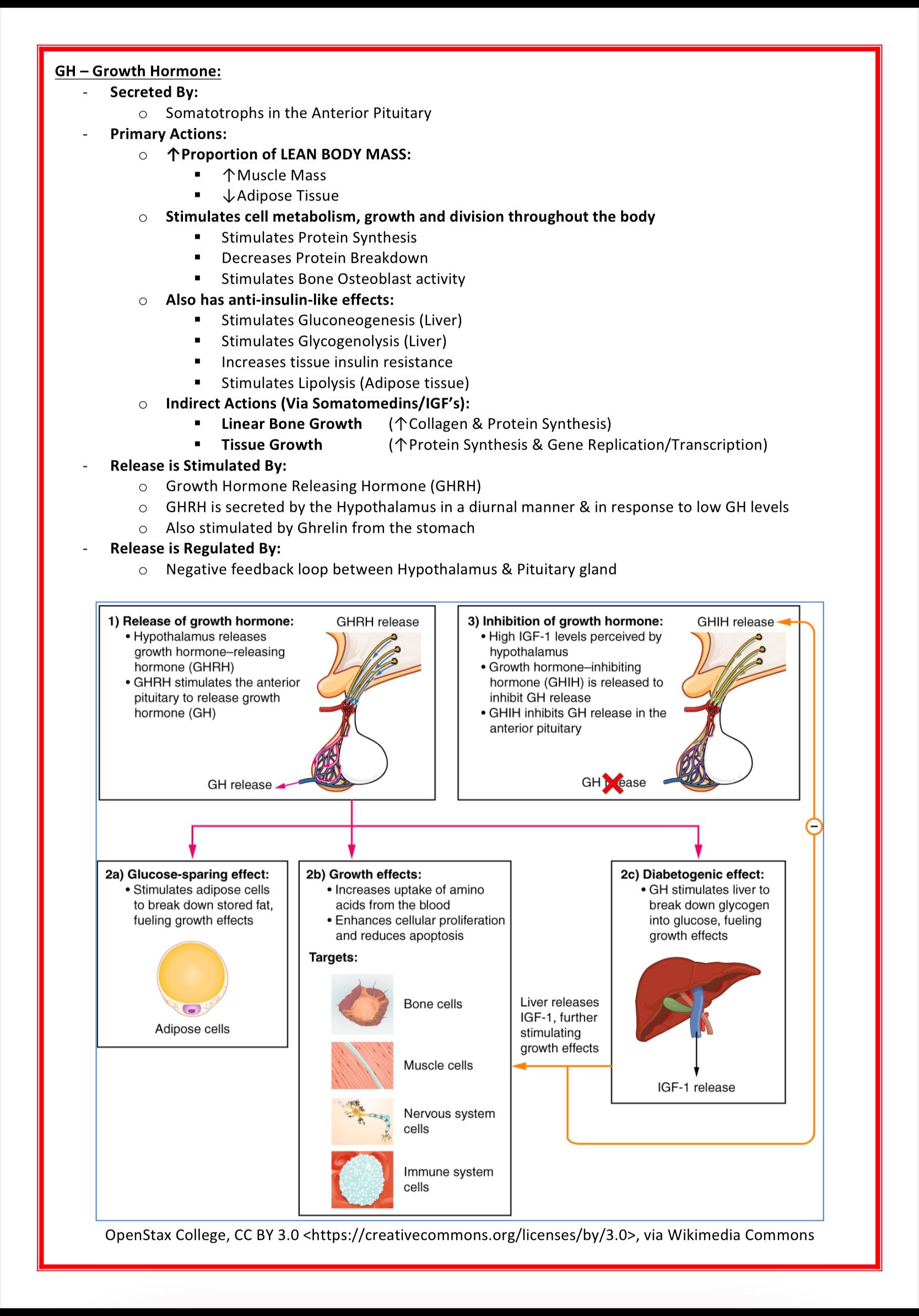 The Endocrine System MedStudentNotes