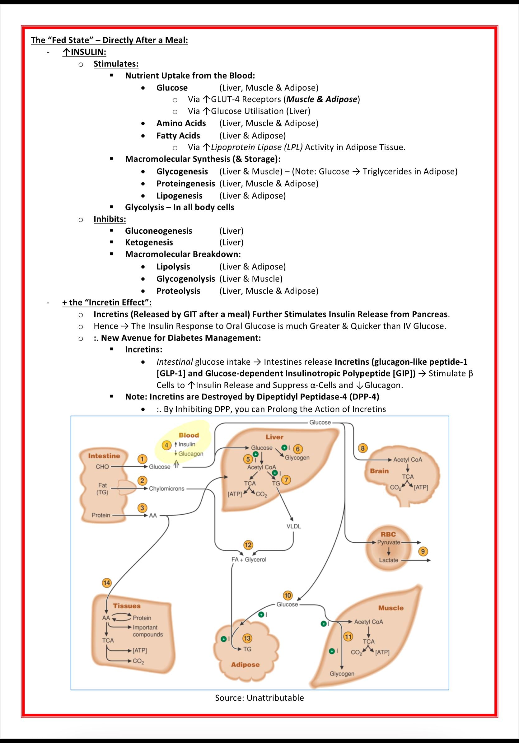 The Endocrine System MedStudentNotes