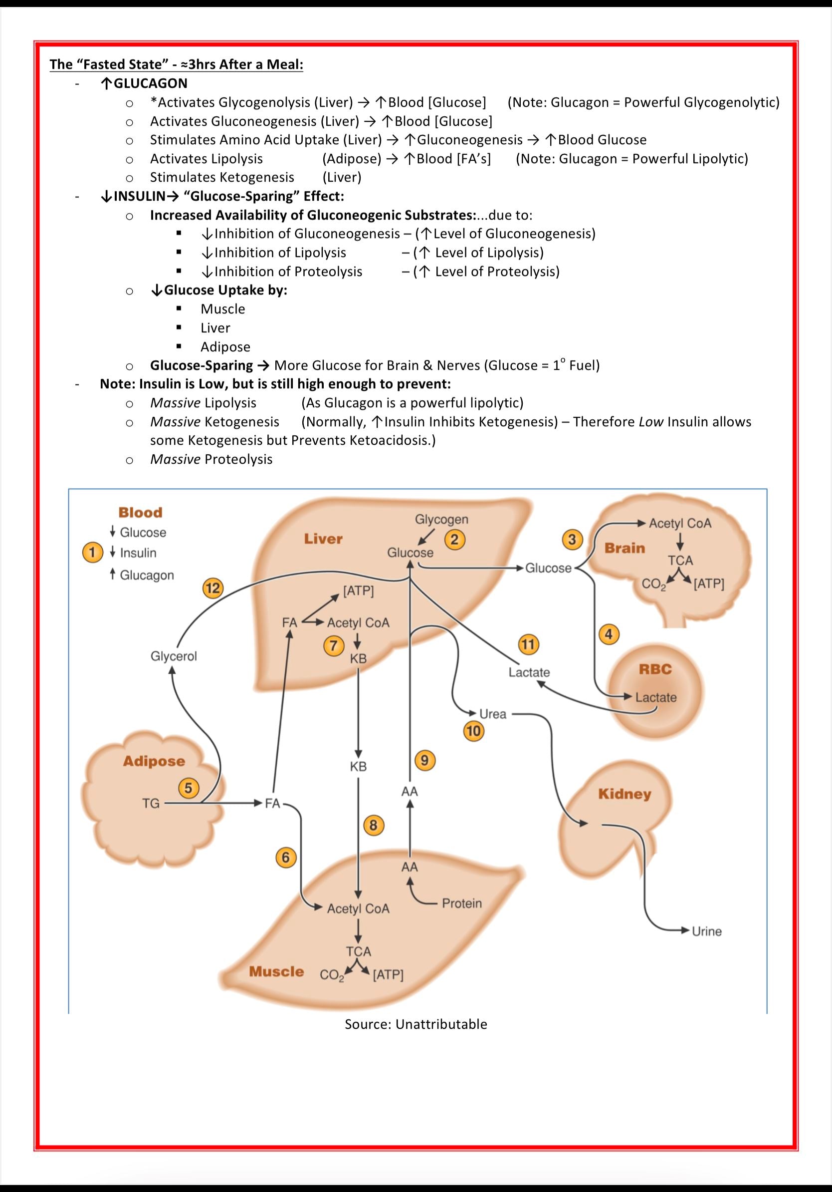 The Endocrine System MedStudentNotes