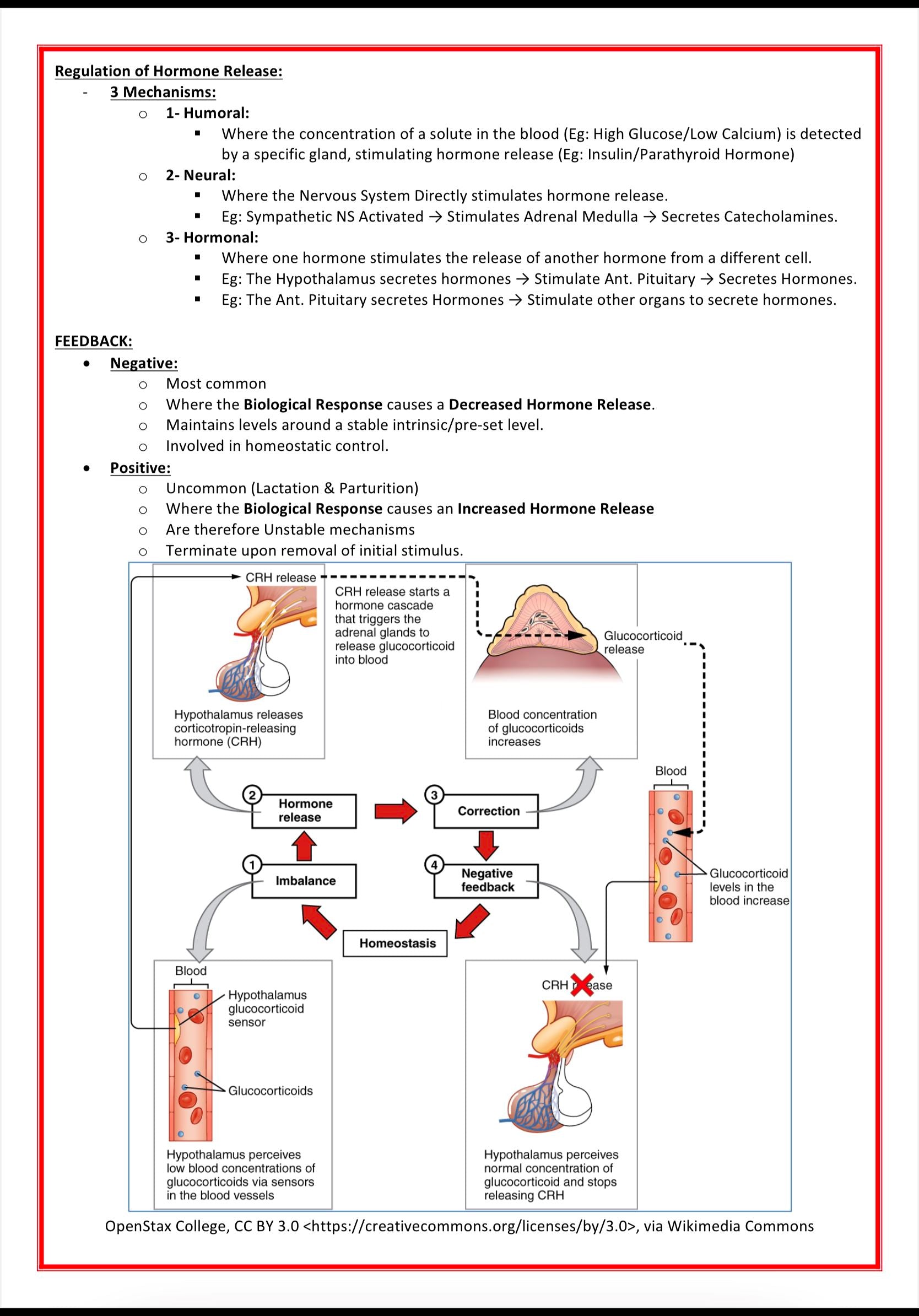 The Endocrine System MedStudentNotes