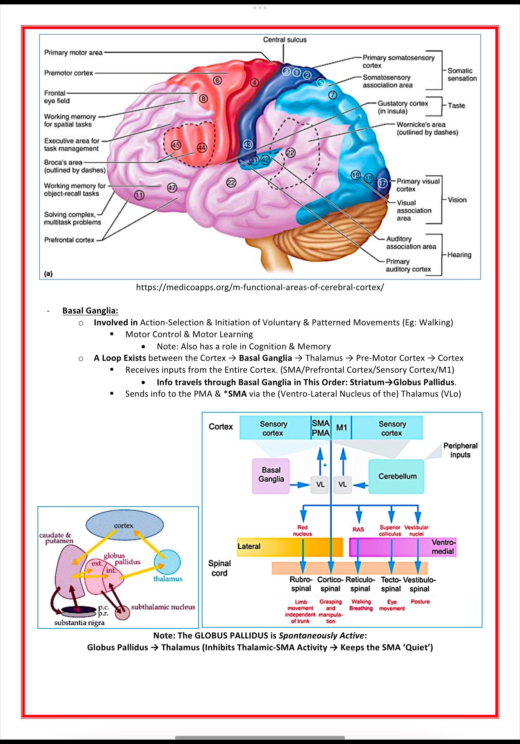 The Nervous System MedStudentNotes