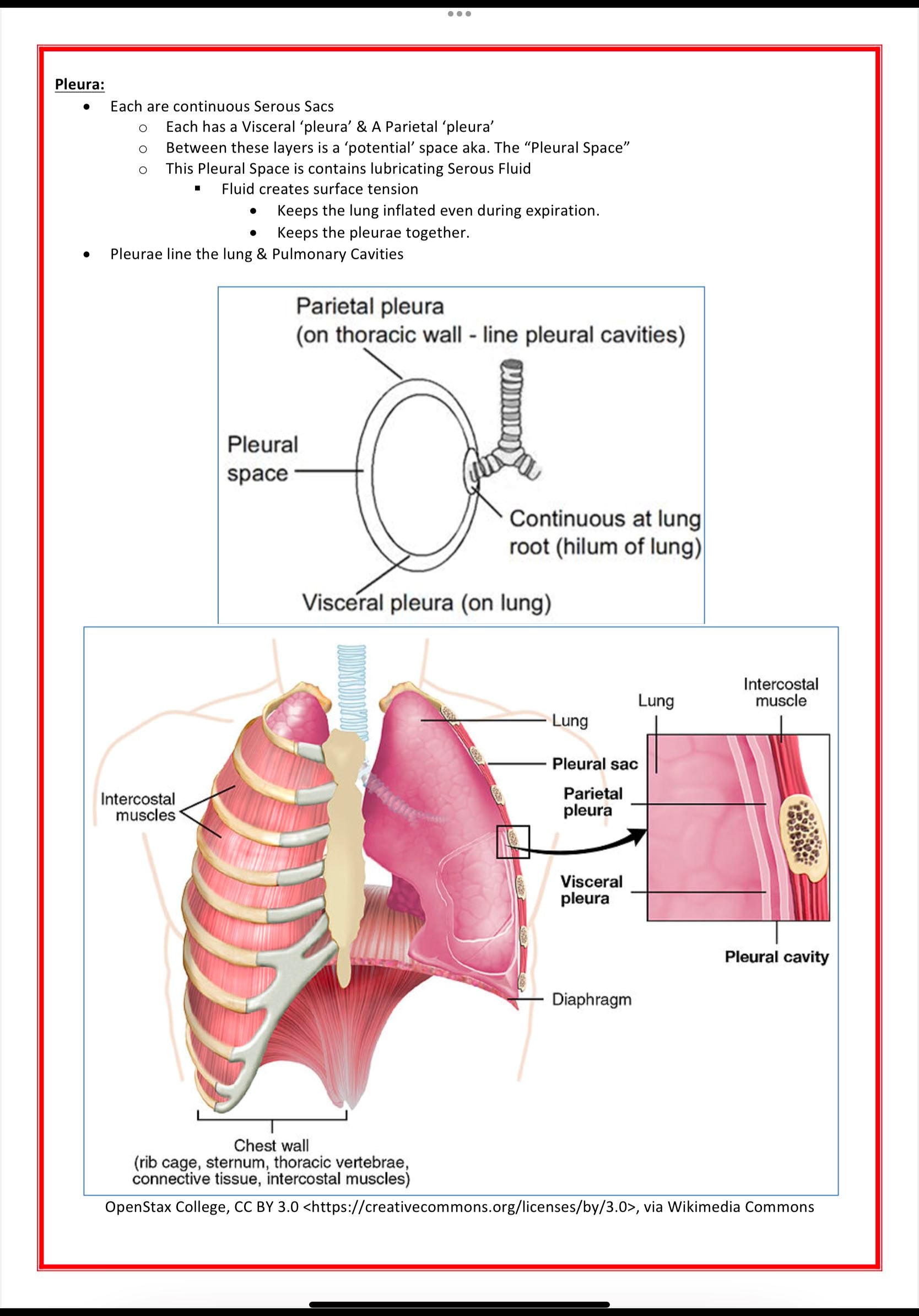 The Respiratory System MedStudentNotes