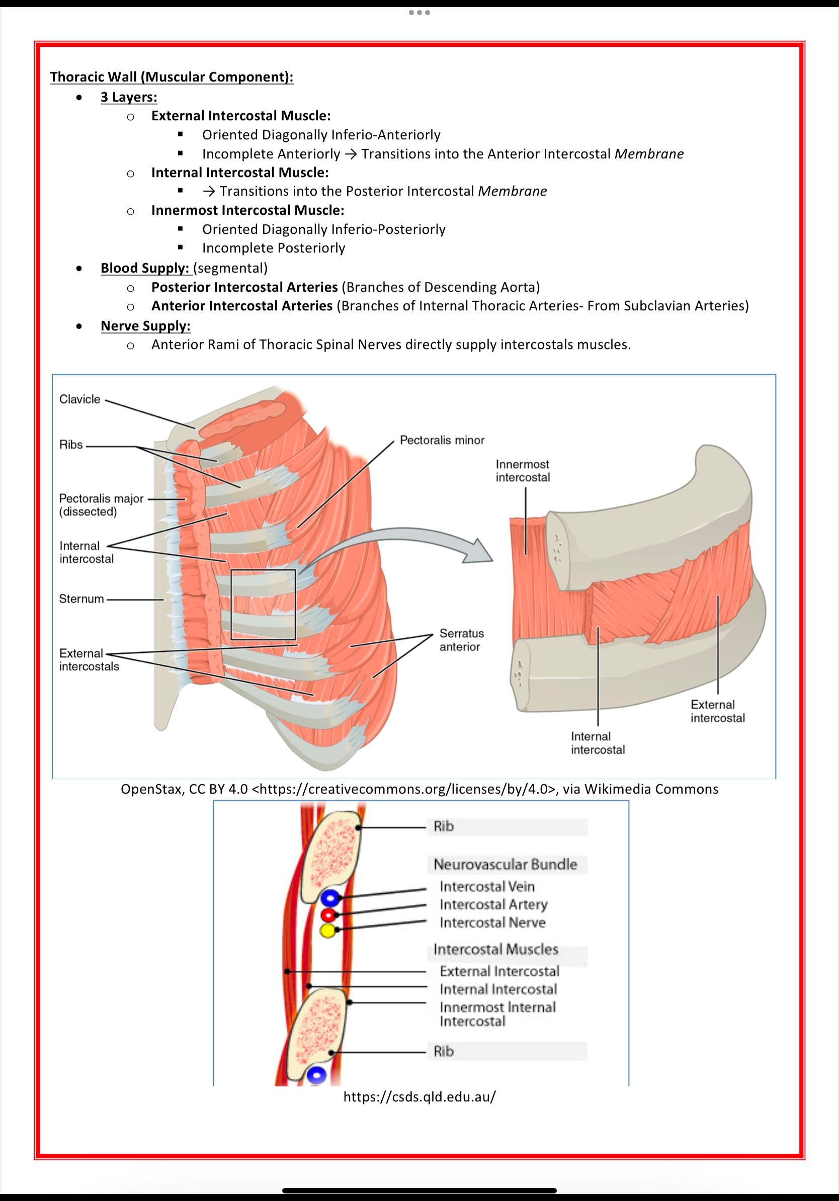 The Respiratory System MedStudentNotes