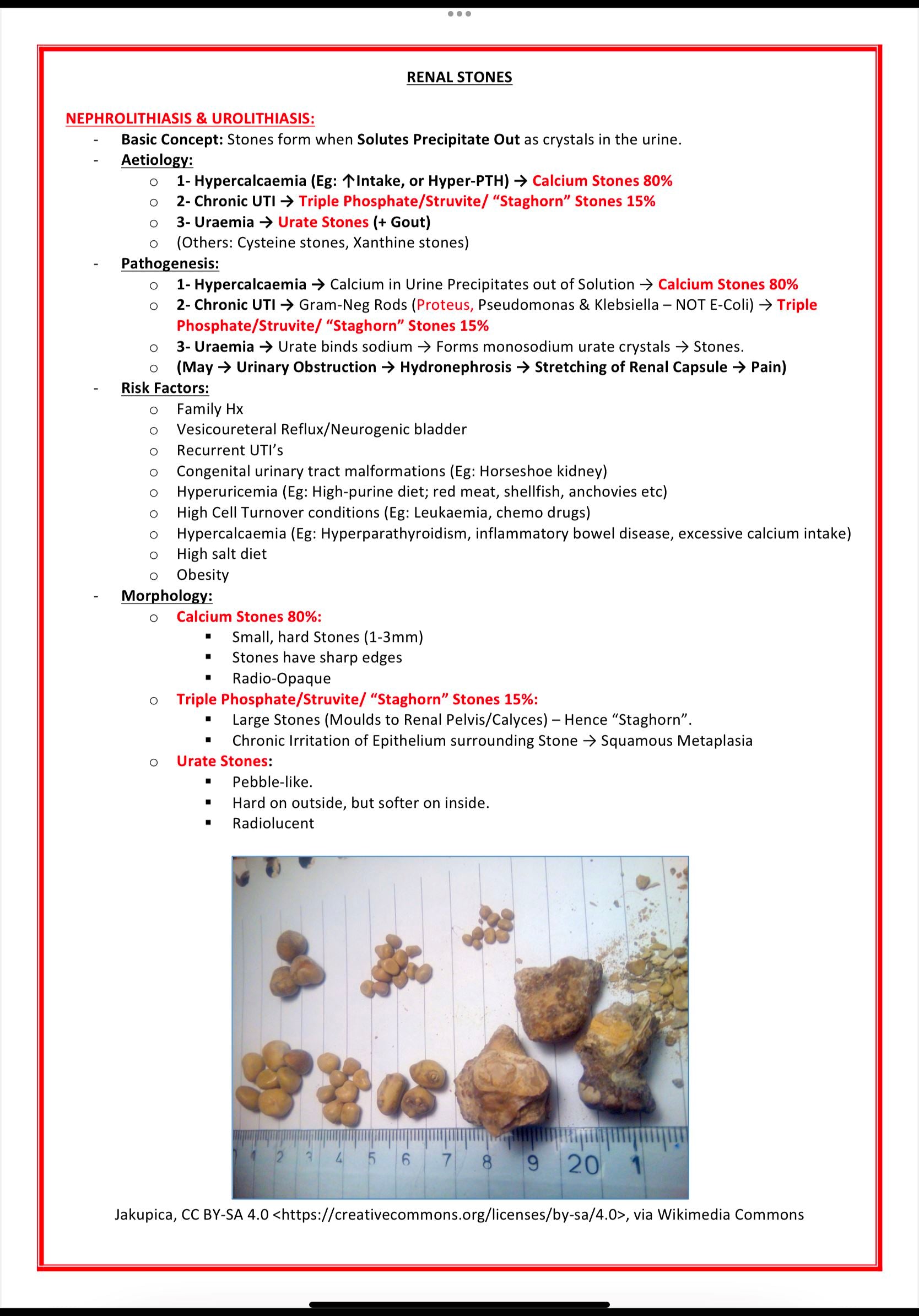 Urinary / Renal System MedStudentNotes