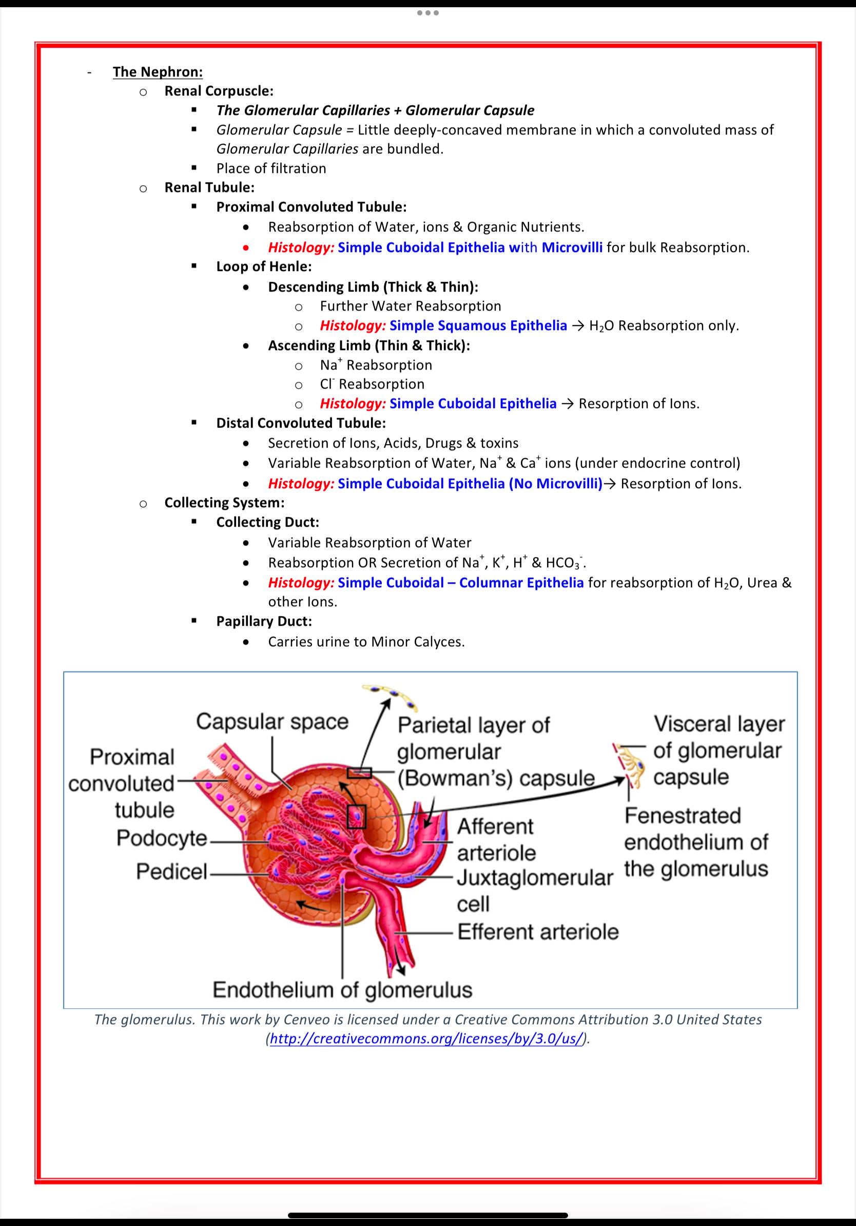 Urinary / Renal System MedStudentNotes