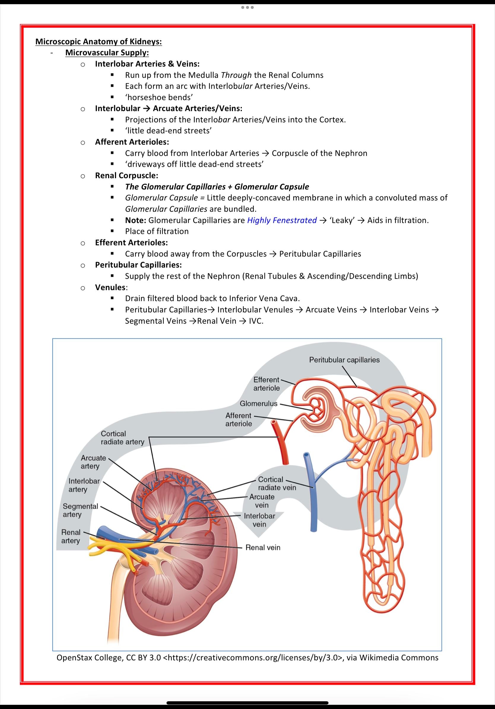 Urinary / Renal System MedStudentNotes