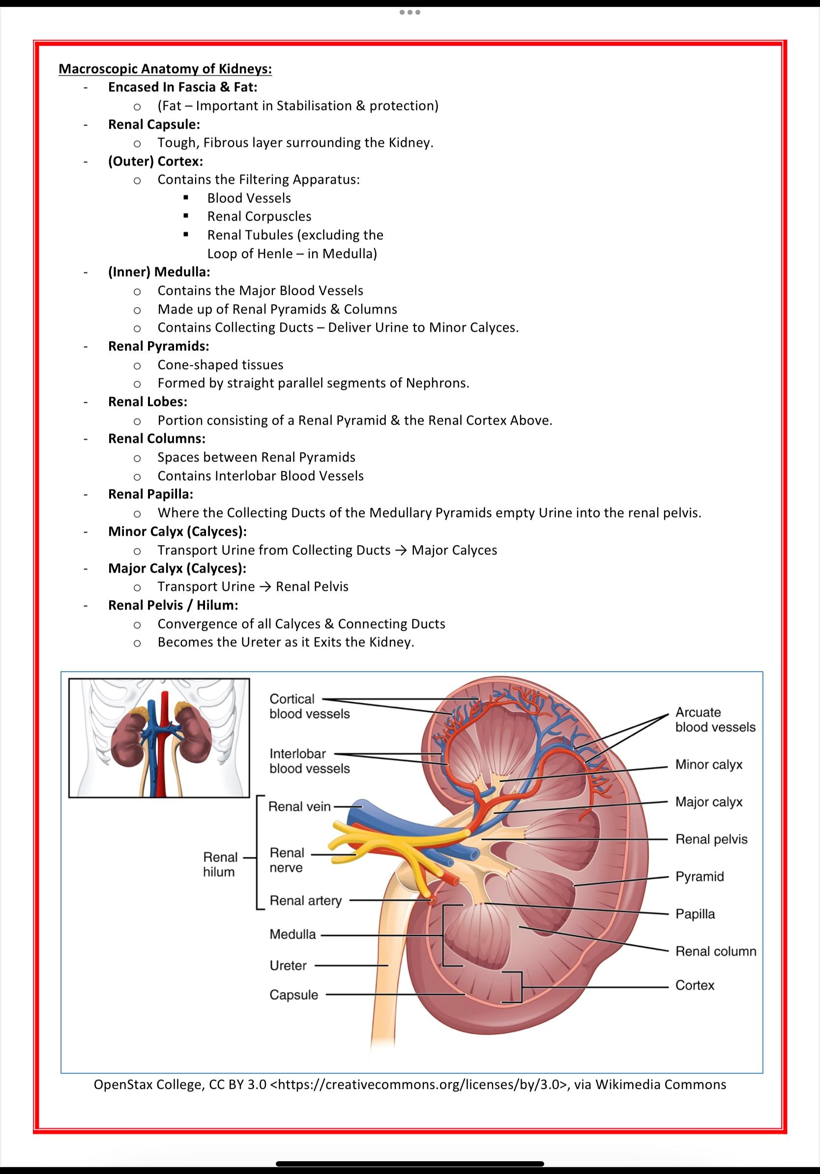 Urinary / Renal System MedStudentNotes
